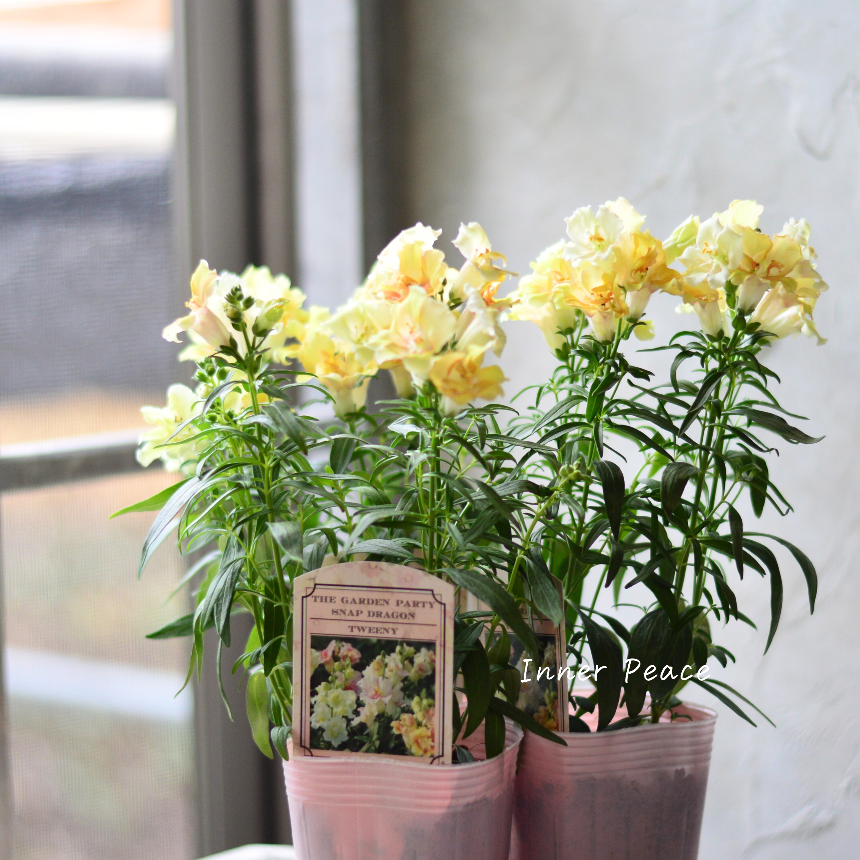 【かわいい】 キンギョソウ・トゥイニー 『ピーチ』 3寸ロングPOT