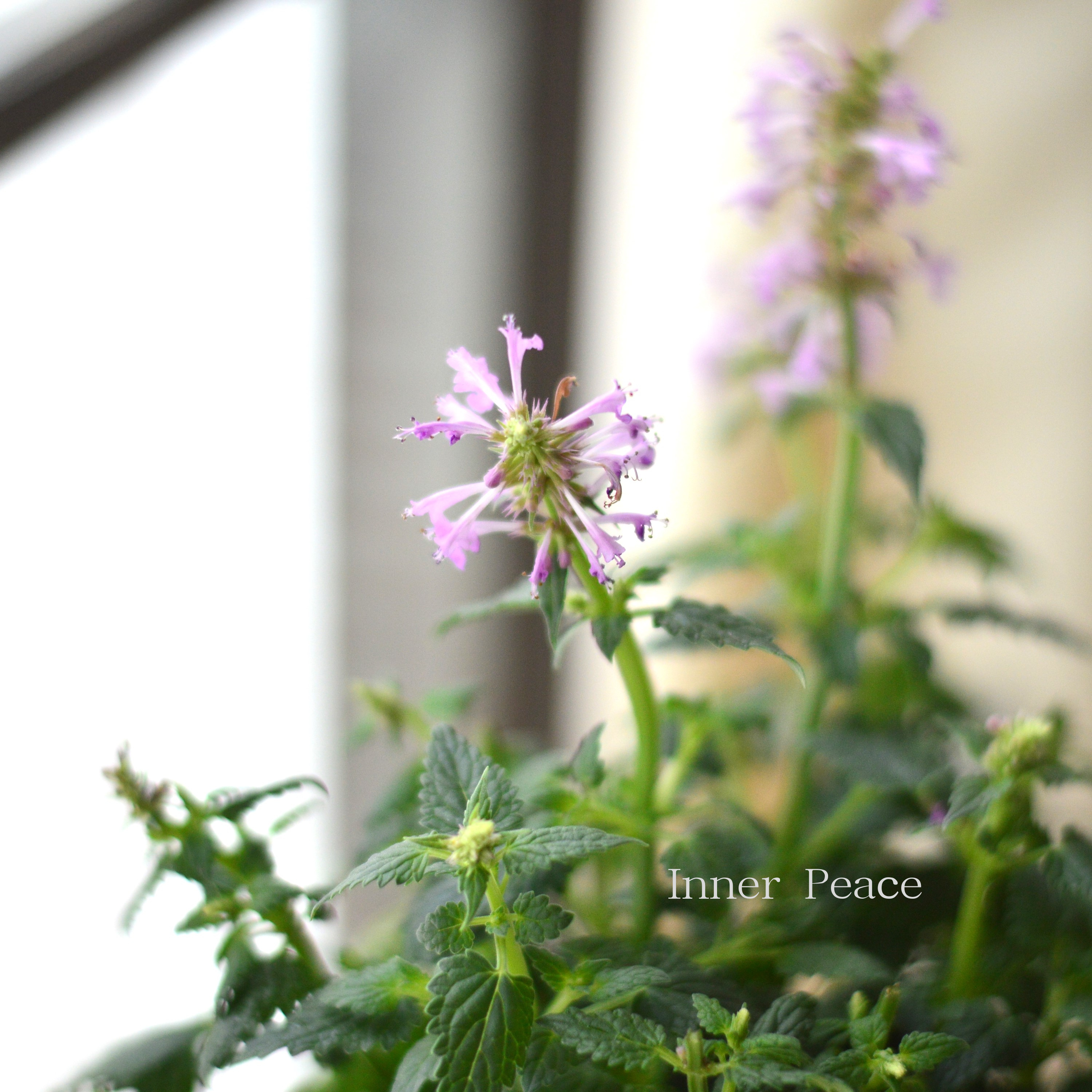 【良い香り】 アガスターシェ 『ローズミント』 3寸ロングPOT