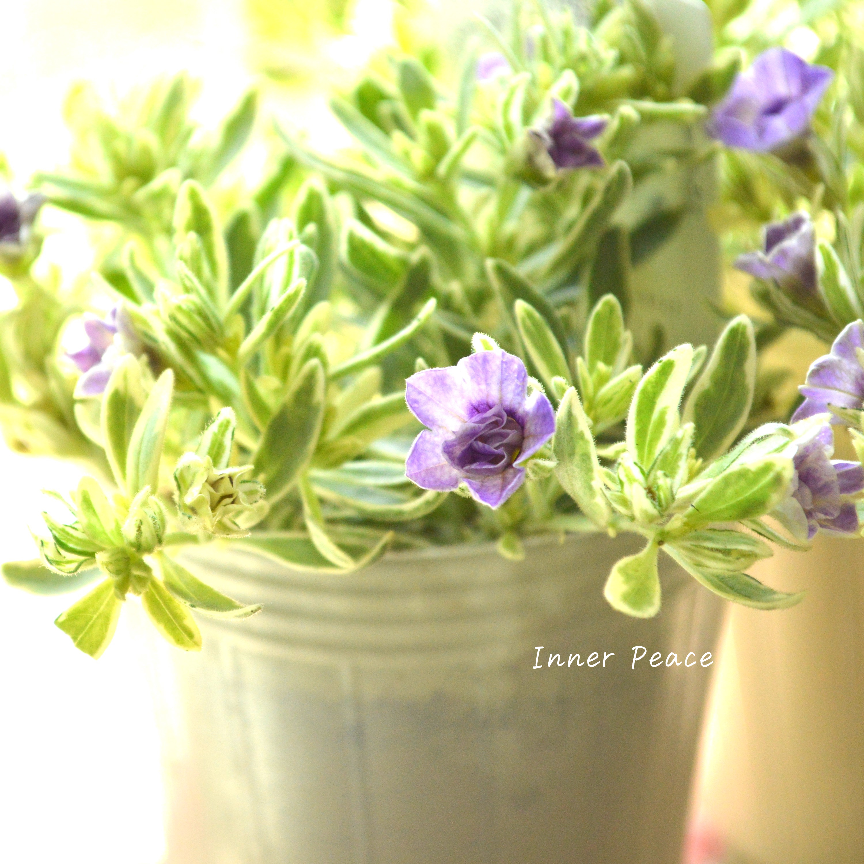 【斑入り】 Sale! カリブラコア 『ボンヌユムール・マジックパープル』 2.5寸POT