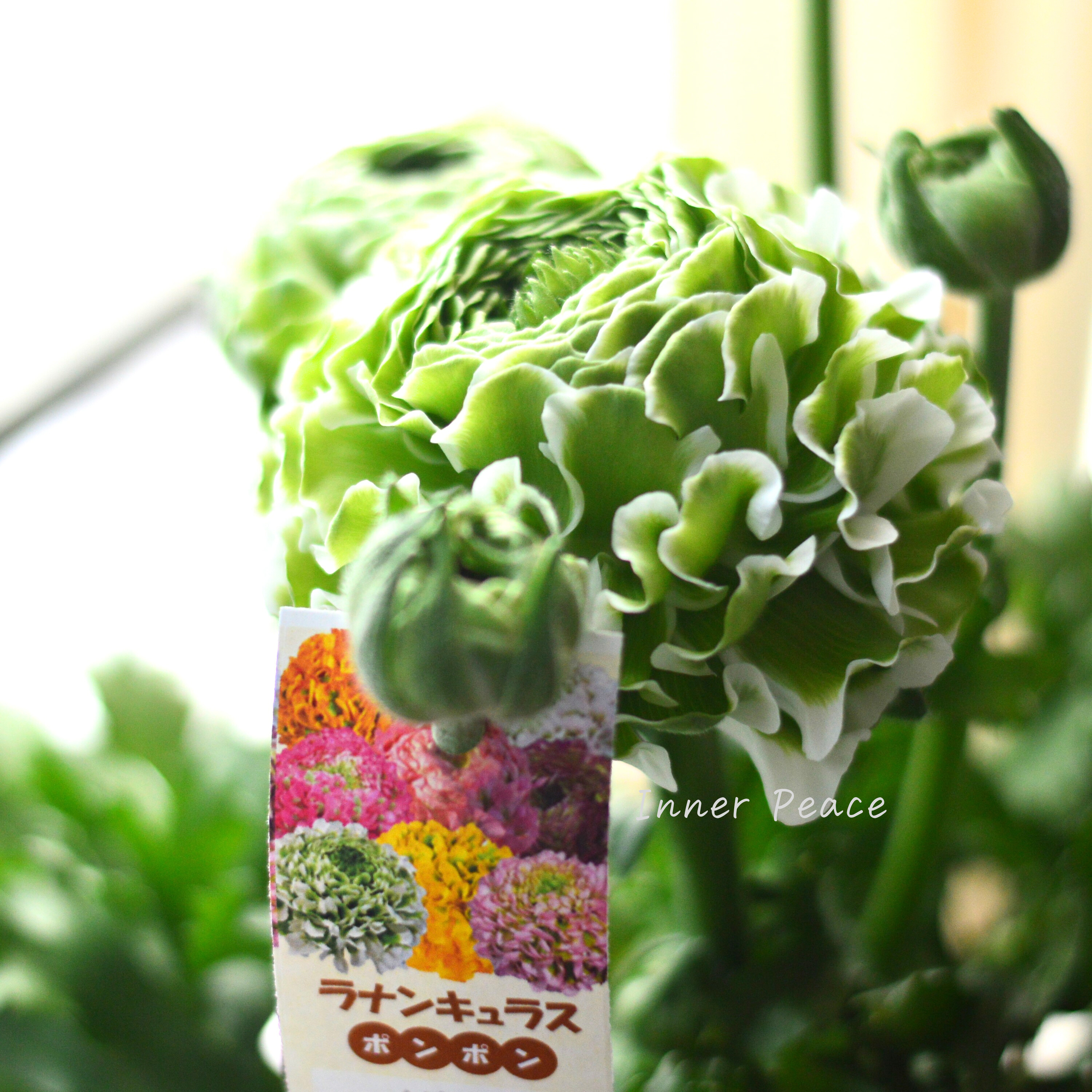 【希少】 ラナンキュラス・ポンポン 『イグルー』 5号鉢