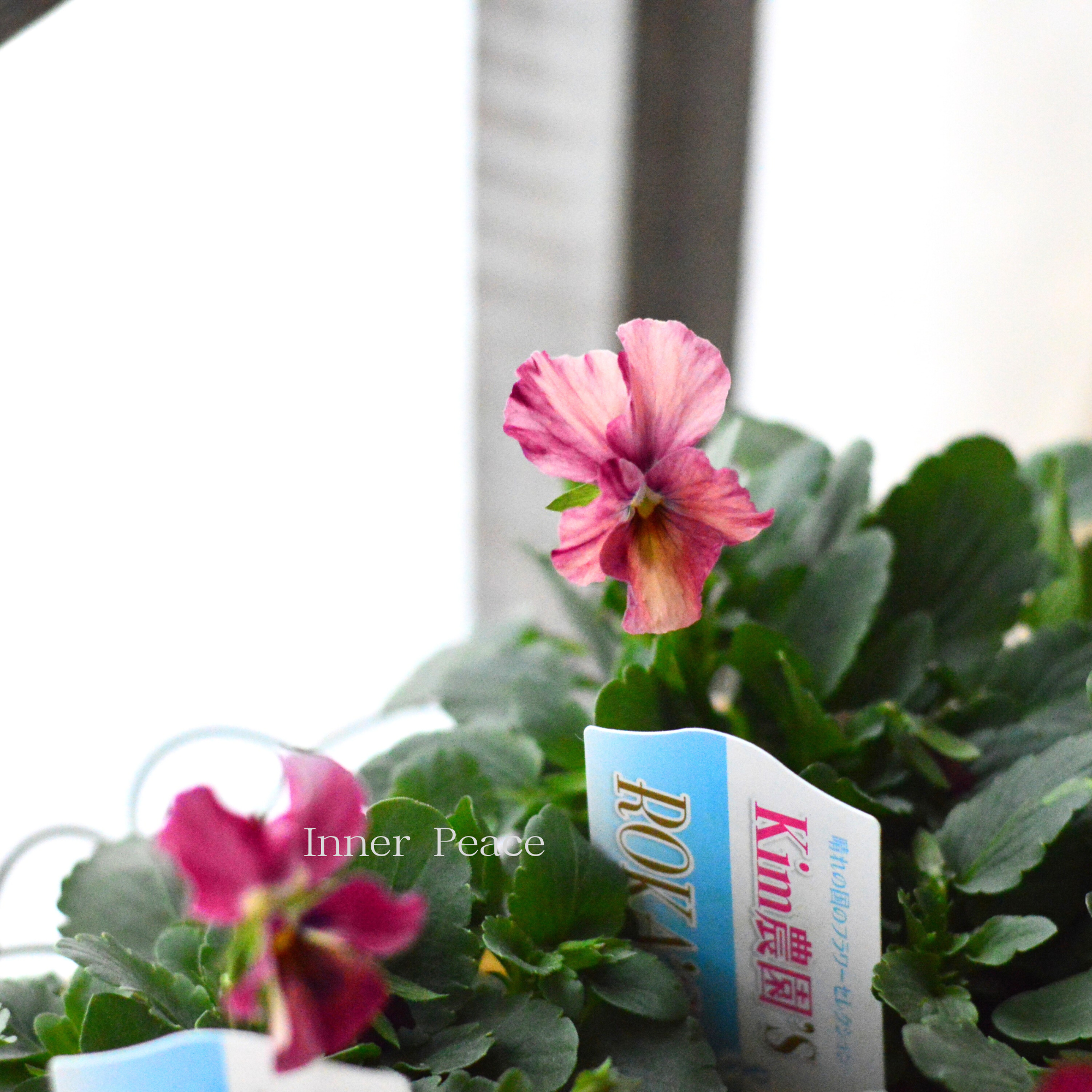 【Kim農園さん】 ビオラ 『レッド系』 3.5寸POT