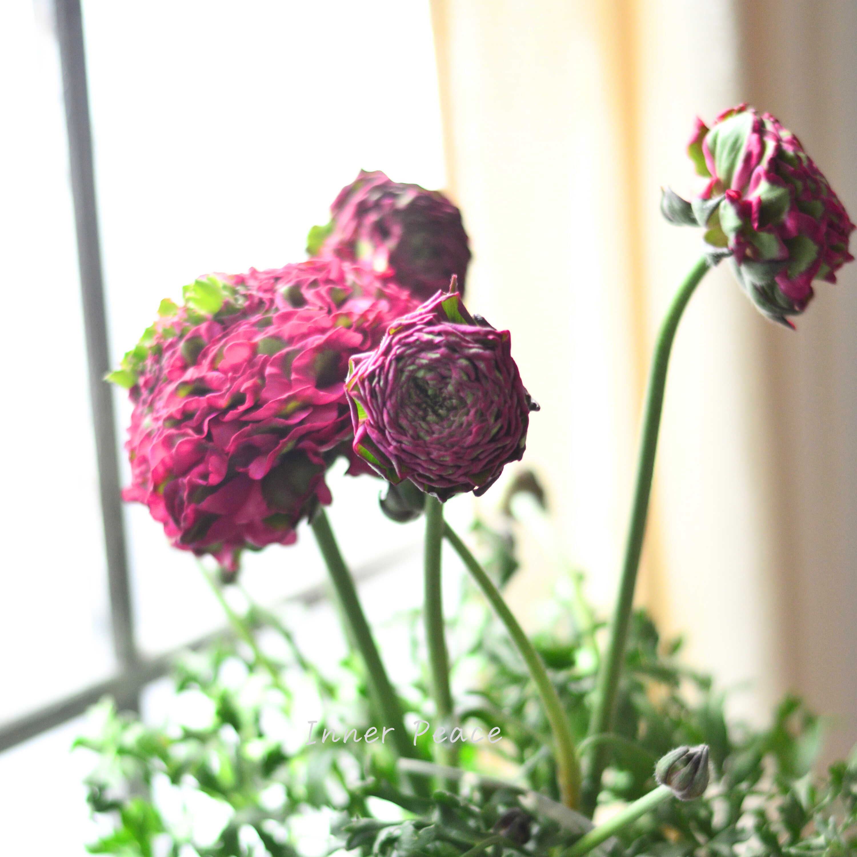 【希少】 ラナンキュラス・ポンポン 『アラジン』 5号鉢