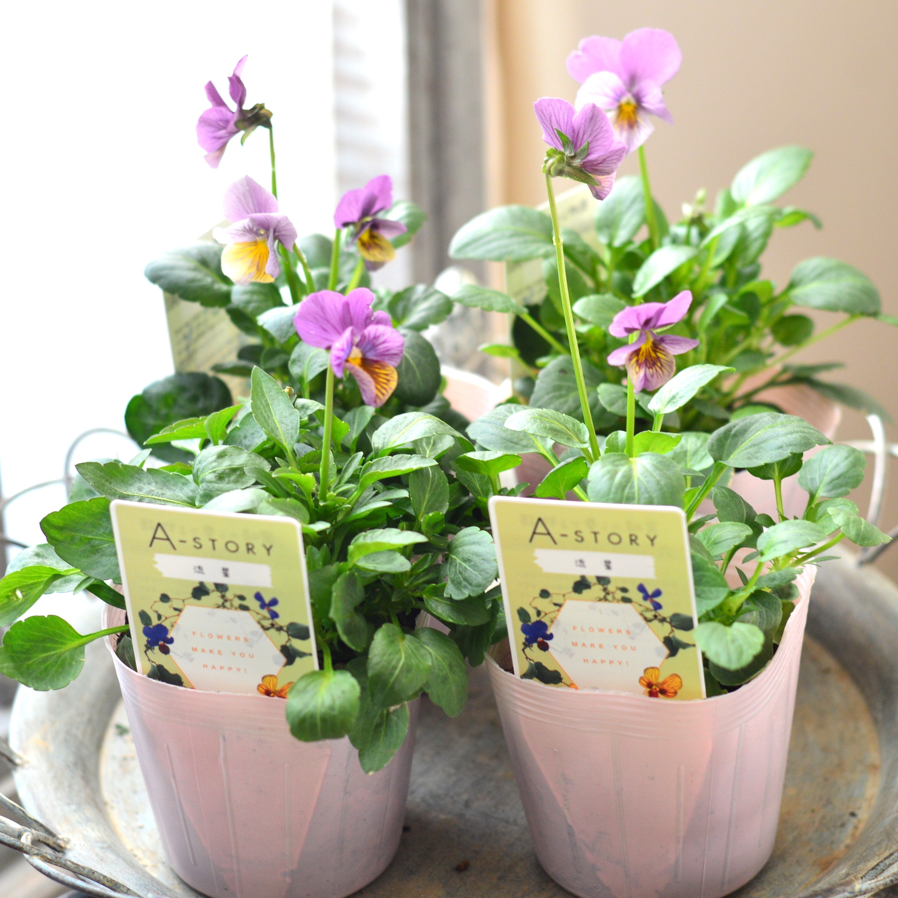 【石村あさみさん育種】 ビオラ 『A-STORY・流星 ピンク系』 3.5寸POT