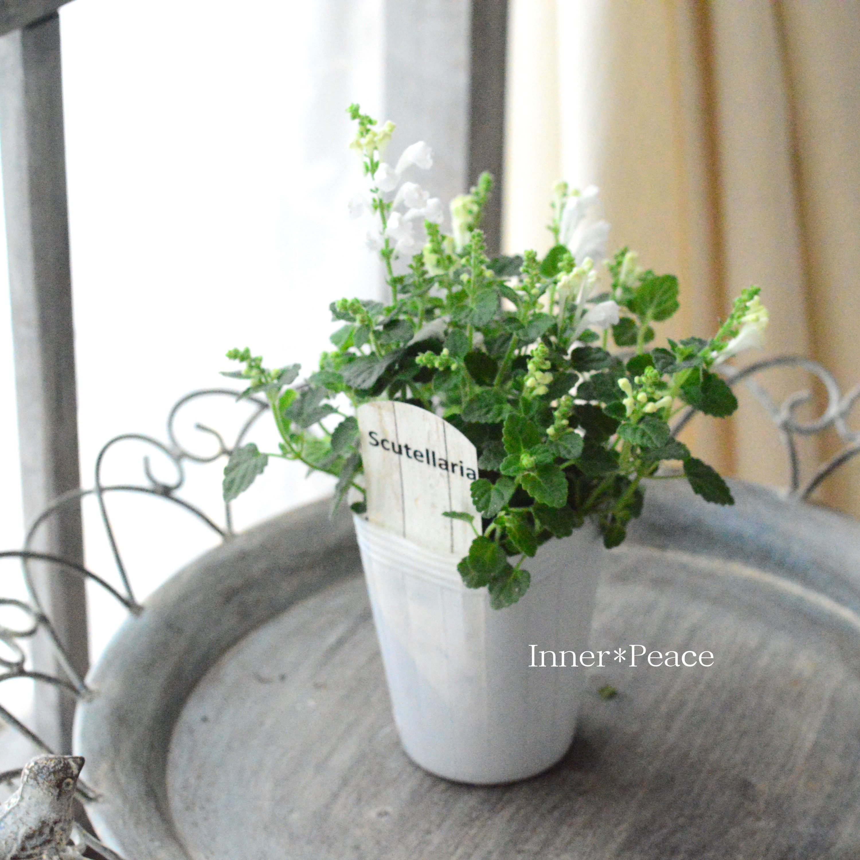 【美しい】 スクテラリア(タツナミソウ) 『ホワイト』 2.5寸POT