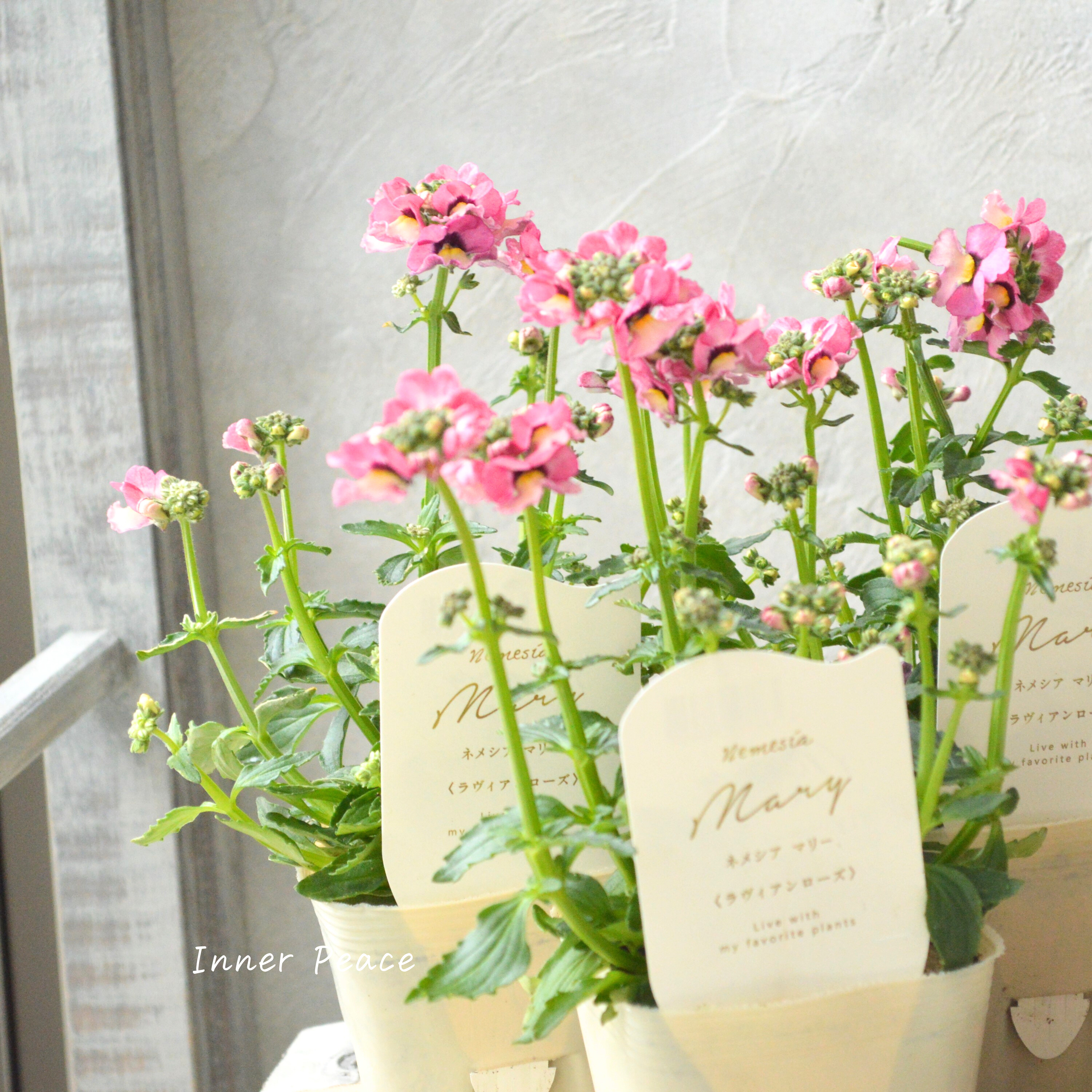 【花芳さん】 ネメシア 『マリー・ラヴィアンローズ』 3.5寸POT
