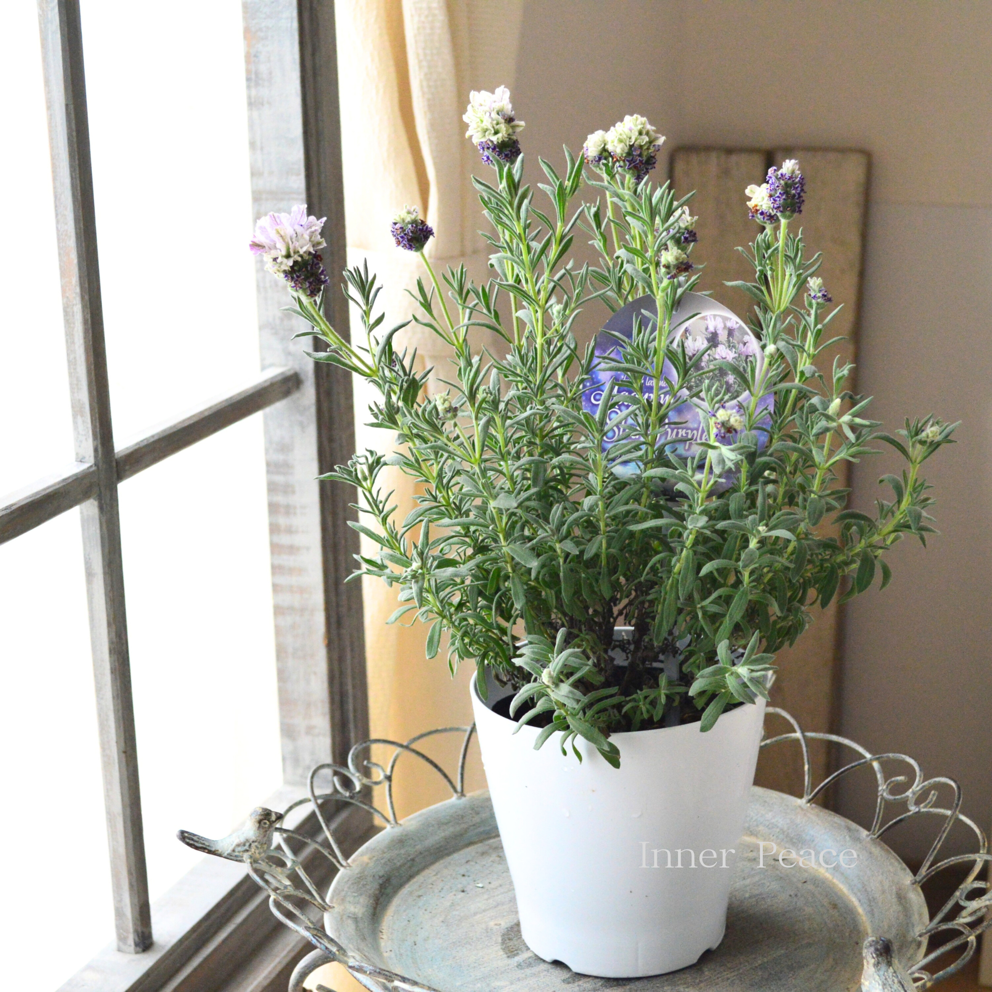 【小林花卉さん】 フレンチラベンダー 『マグナムスターパープル』 5号鉢