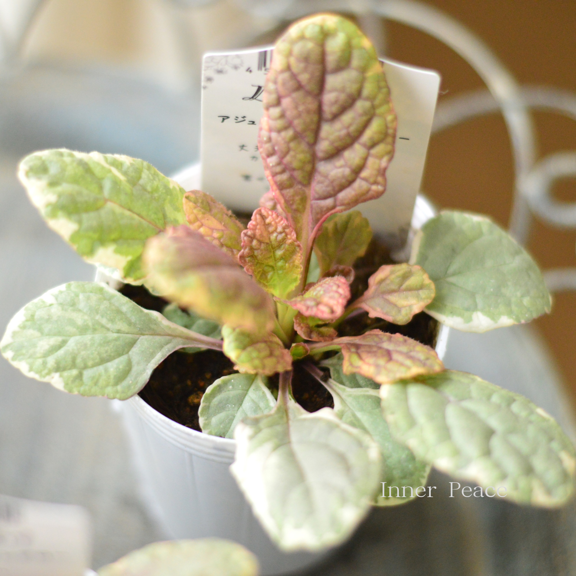 【宿根】 アジュガ 『ゴールデングロー』 2.5寸ロングPOT