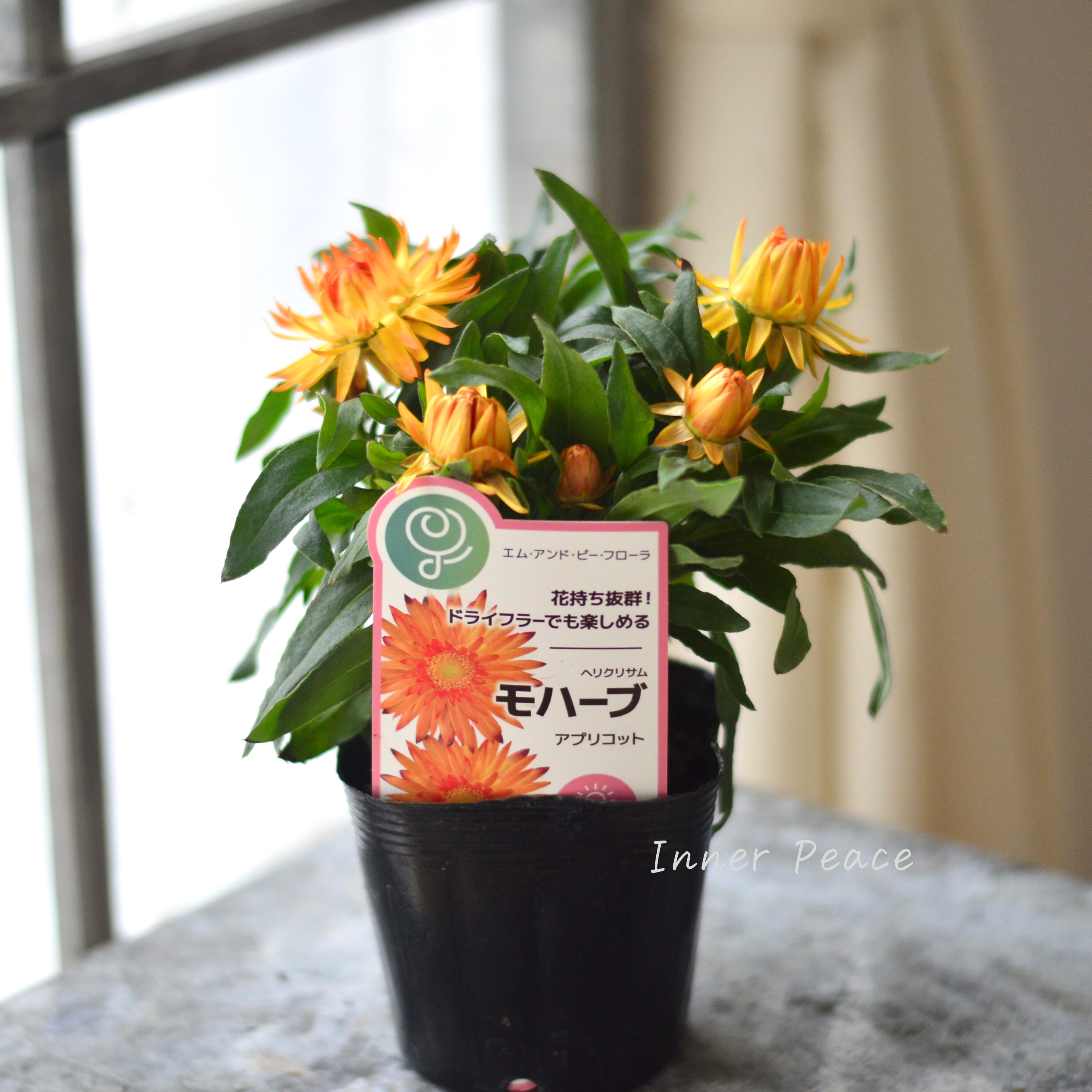 【ユニーク】 ブラクテアンサ(ヘリクリサム) 『モハベ・アプリコット』 3.5寸POT