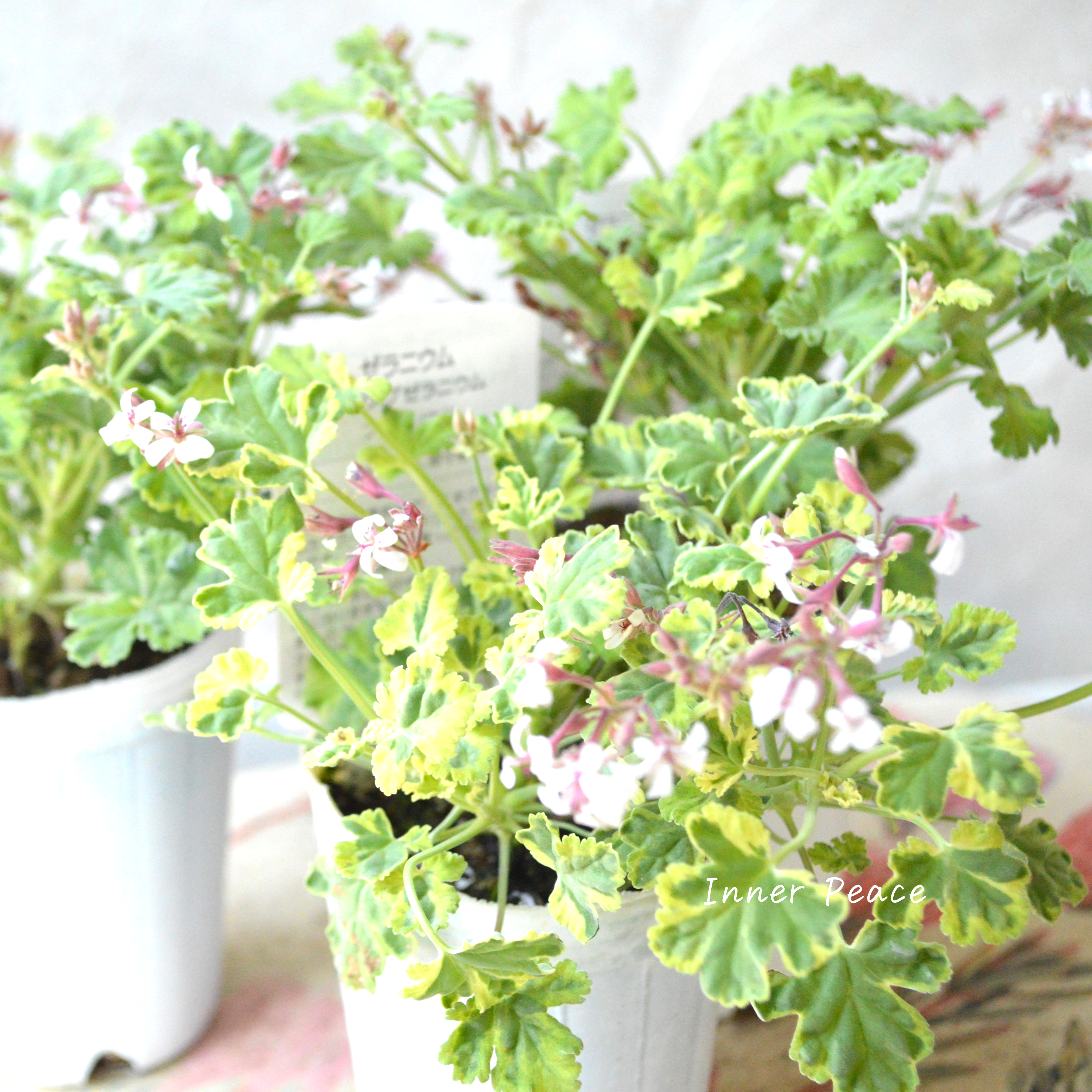 【斑入り】 ナツメグゼラニウム 『バリエガータ』 2.5寸ロングPOT