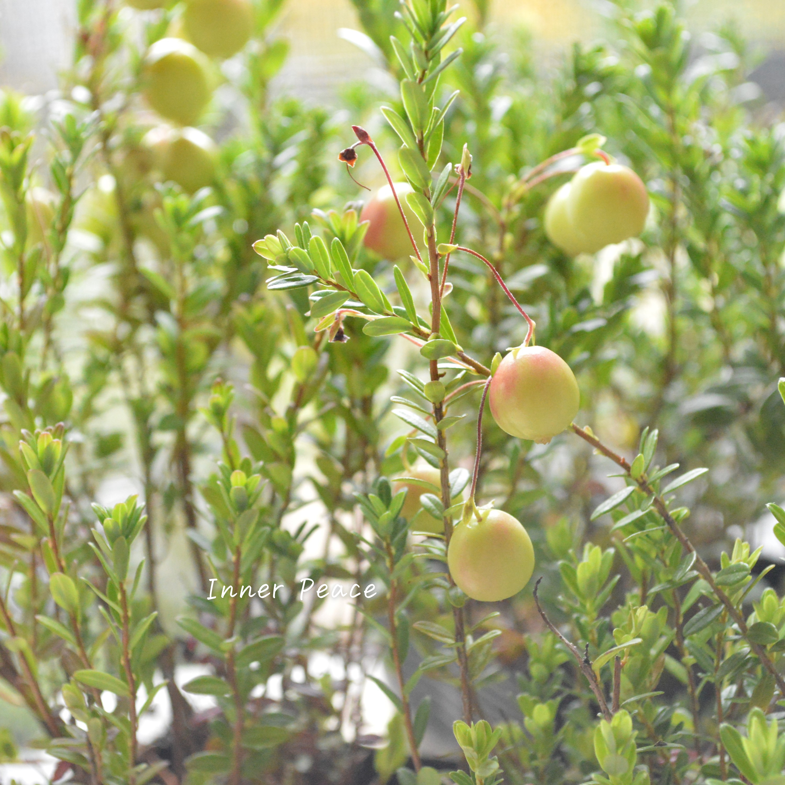 【かわいい】 クランベリー 『和名:つるこけもも』 3.5寸POT