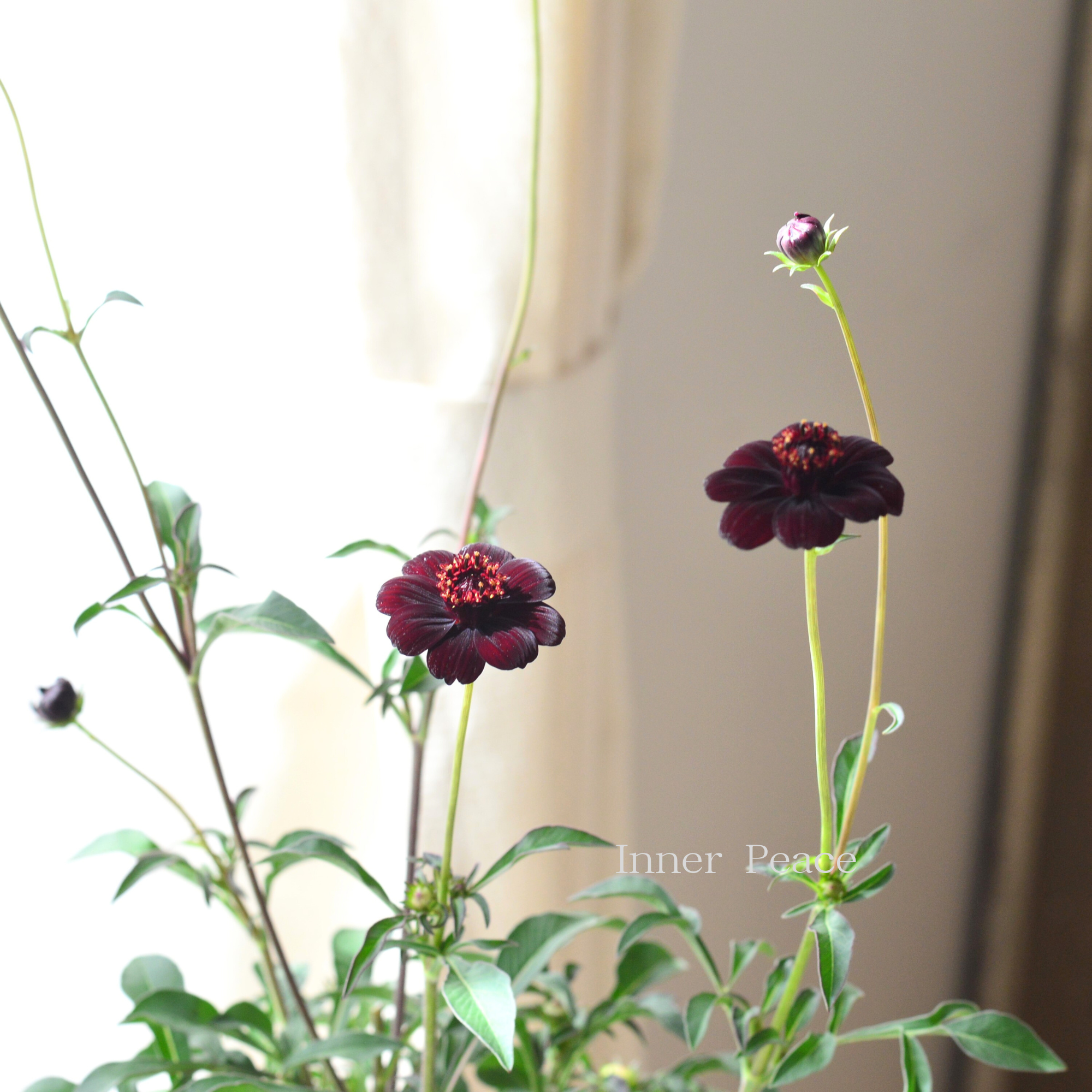 【美しい】 チョコレートコスモス 『チョカモカ』 3.5寸ロングPOT