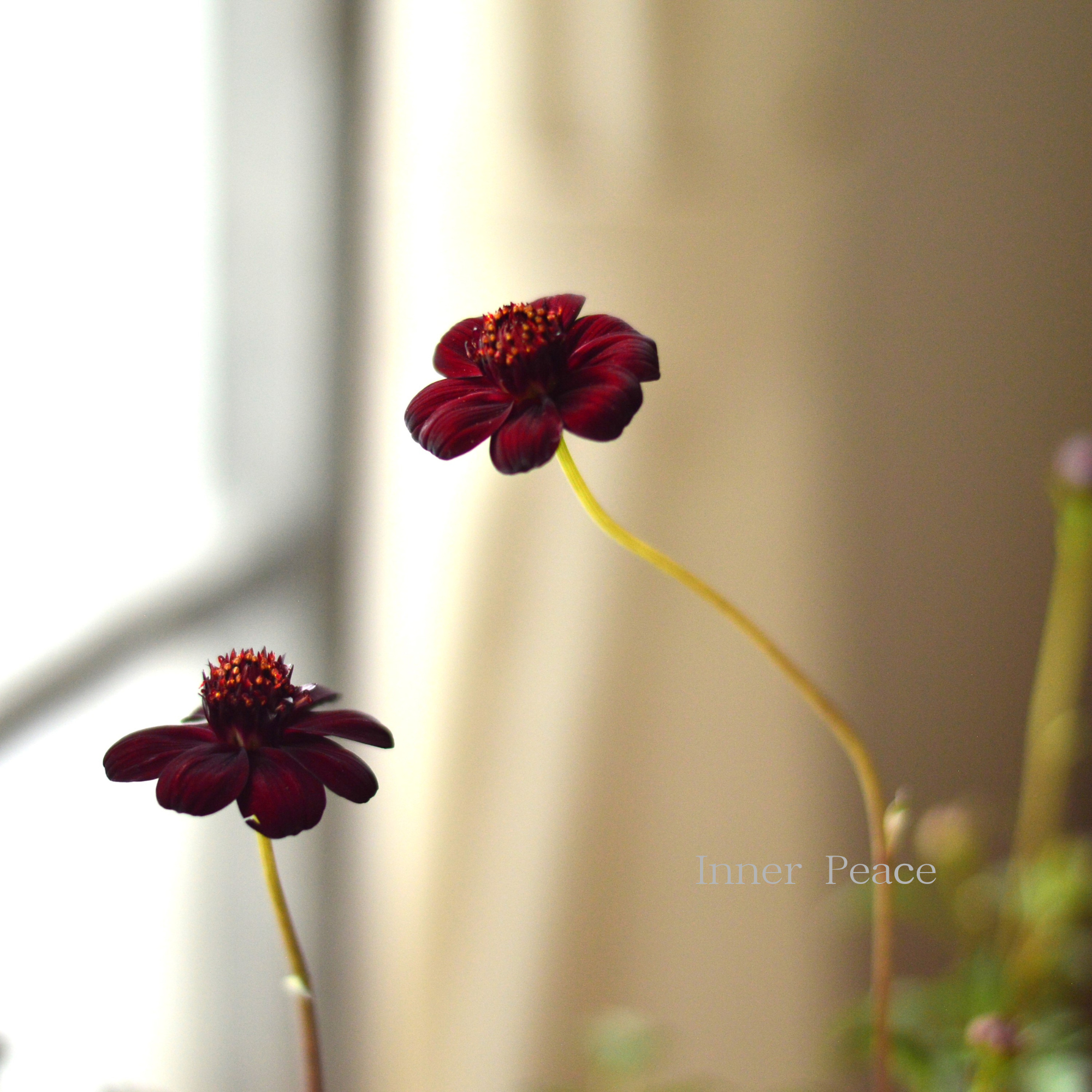 【美しい】 チョコレートコスモス 『チョカモカ』 3.5寸ロングPOT