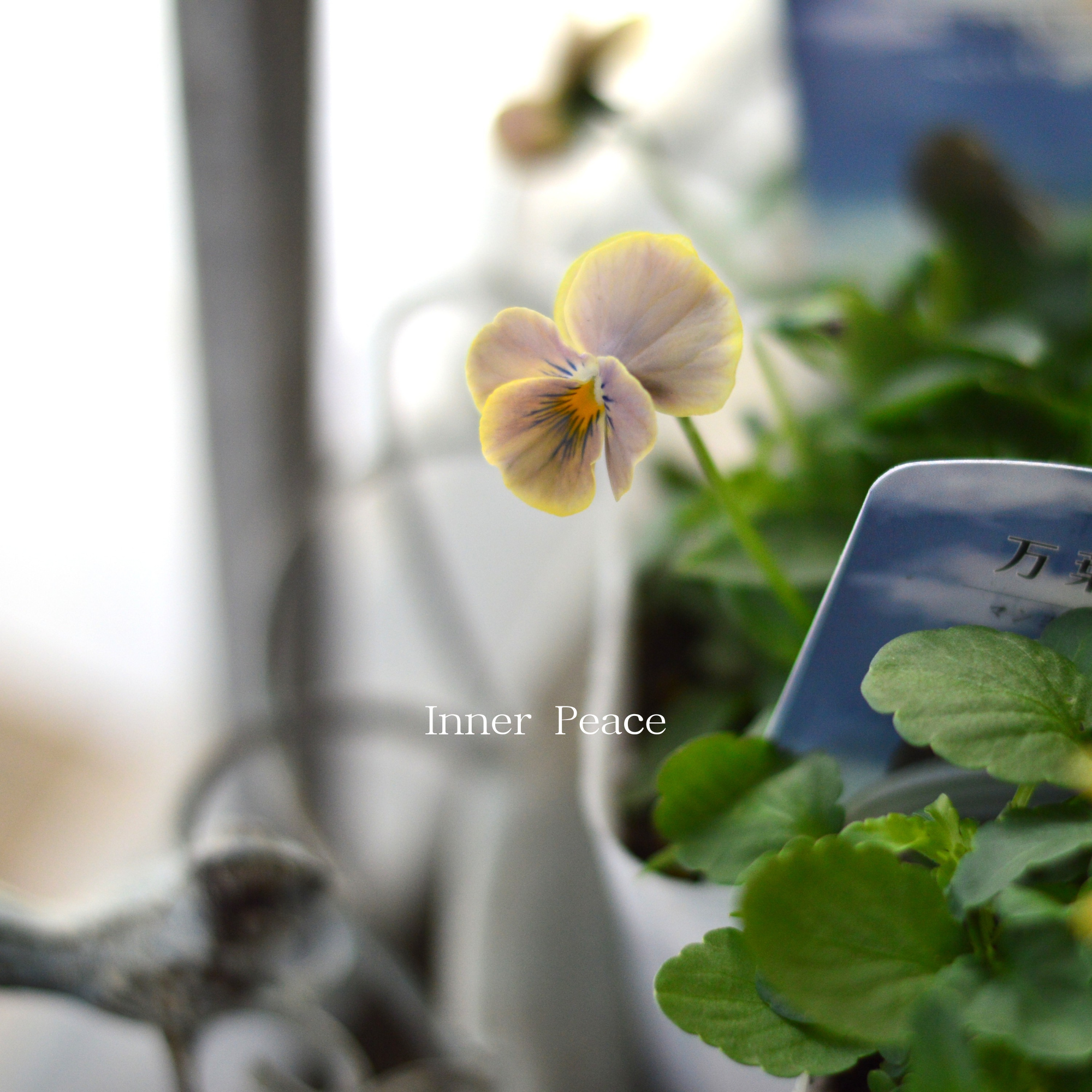 【桂楓園さんオリジナル】 ビオラ 『万葉菫・おぼろ月』 3.5寸POT