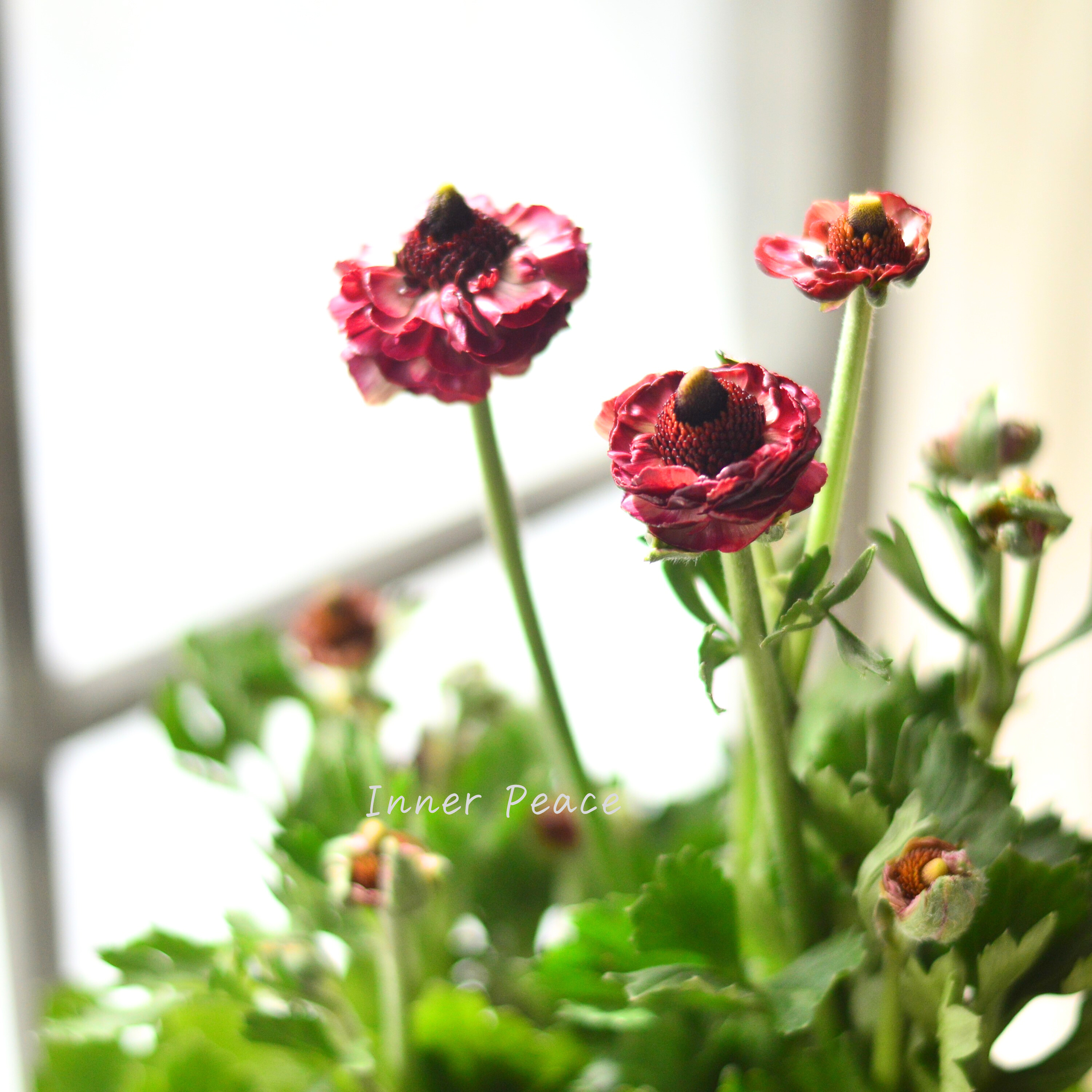 【綾園芸さん育種】 ラナンキュラス 『イカロス・ローズピンク系』 4寸ロングPOT