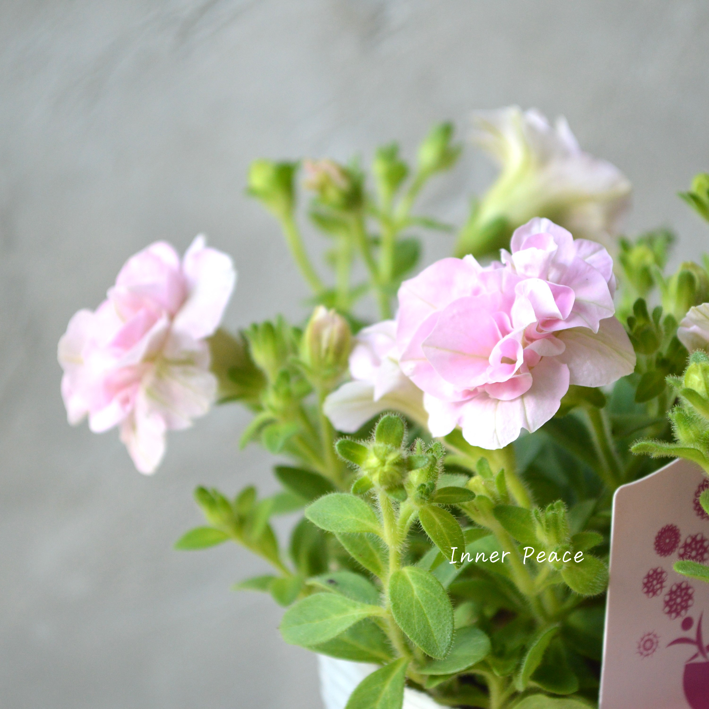 【希少】 Sale! ナラフラさんのペチュニア ピンク 3寸ロングPOT