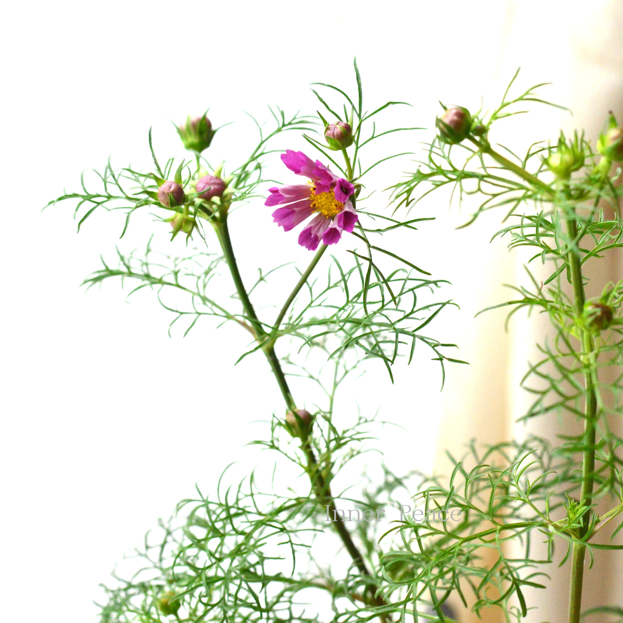 【人気】 コスモス 『シーシェル』 3寸ロングPOT