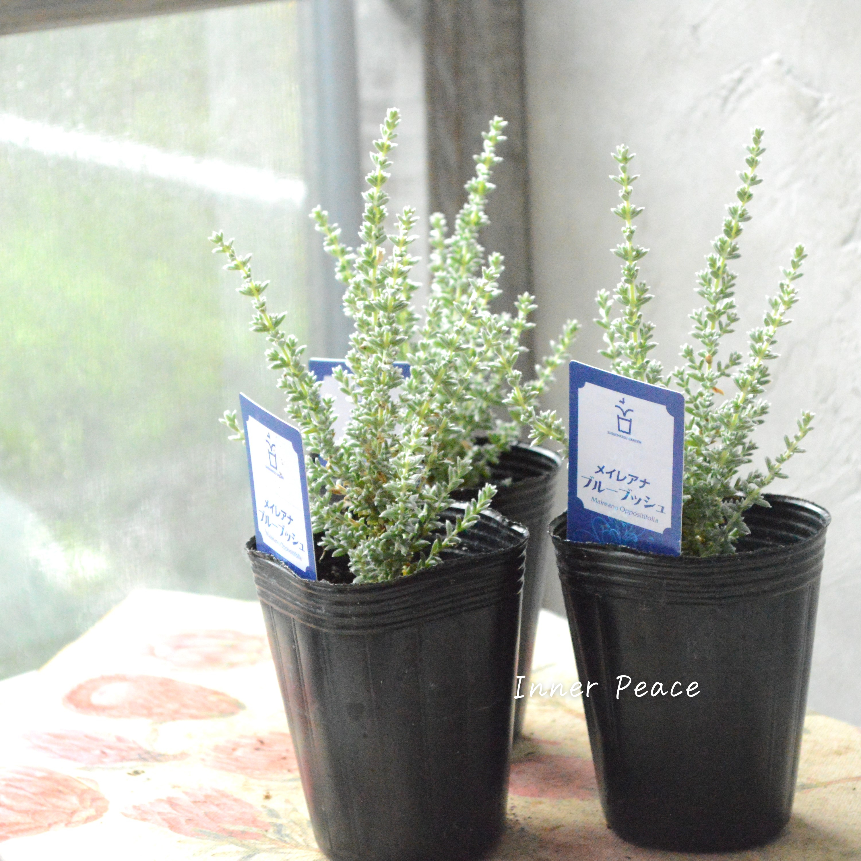 【希少】 メイレアナ 『ブルーブッシュ』 2.5寸ロングPOT