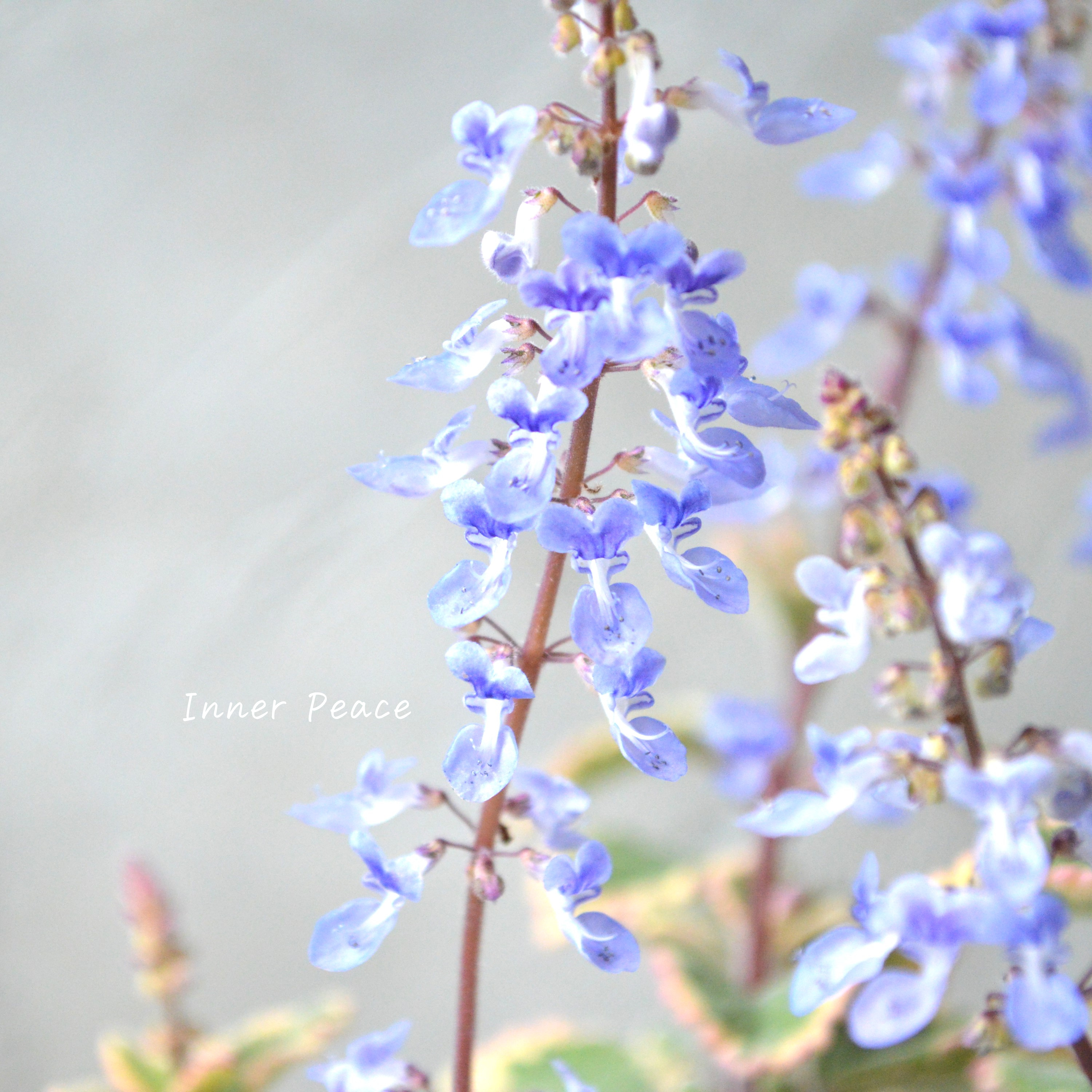 【美しい】 プレクトランサス 『ブルースパイヤー』 3寸~3.5寸POT