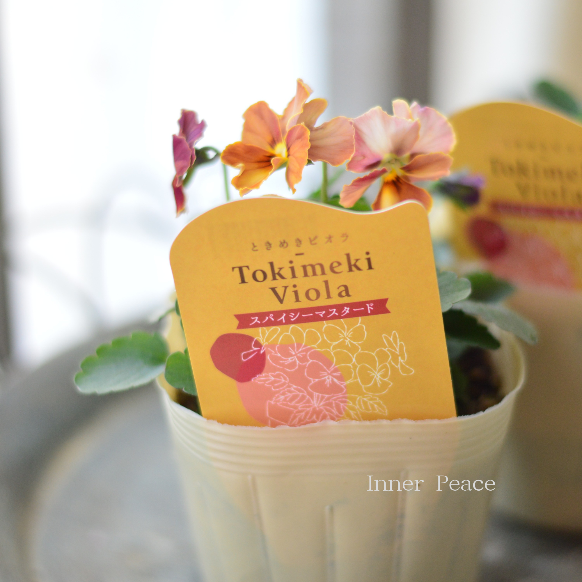 【奥田園芸さん】 ときめきビオラ 『スパイシーマスタード』 3.5寸POT