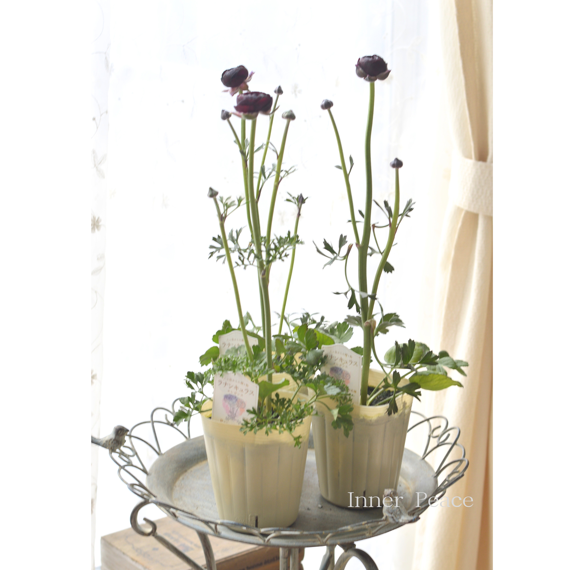 【豪華】 ラナンキュラス 『ミストラル・ブラックジャック』 3.5寸ロングPOT