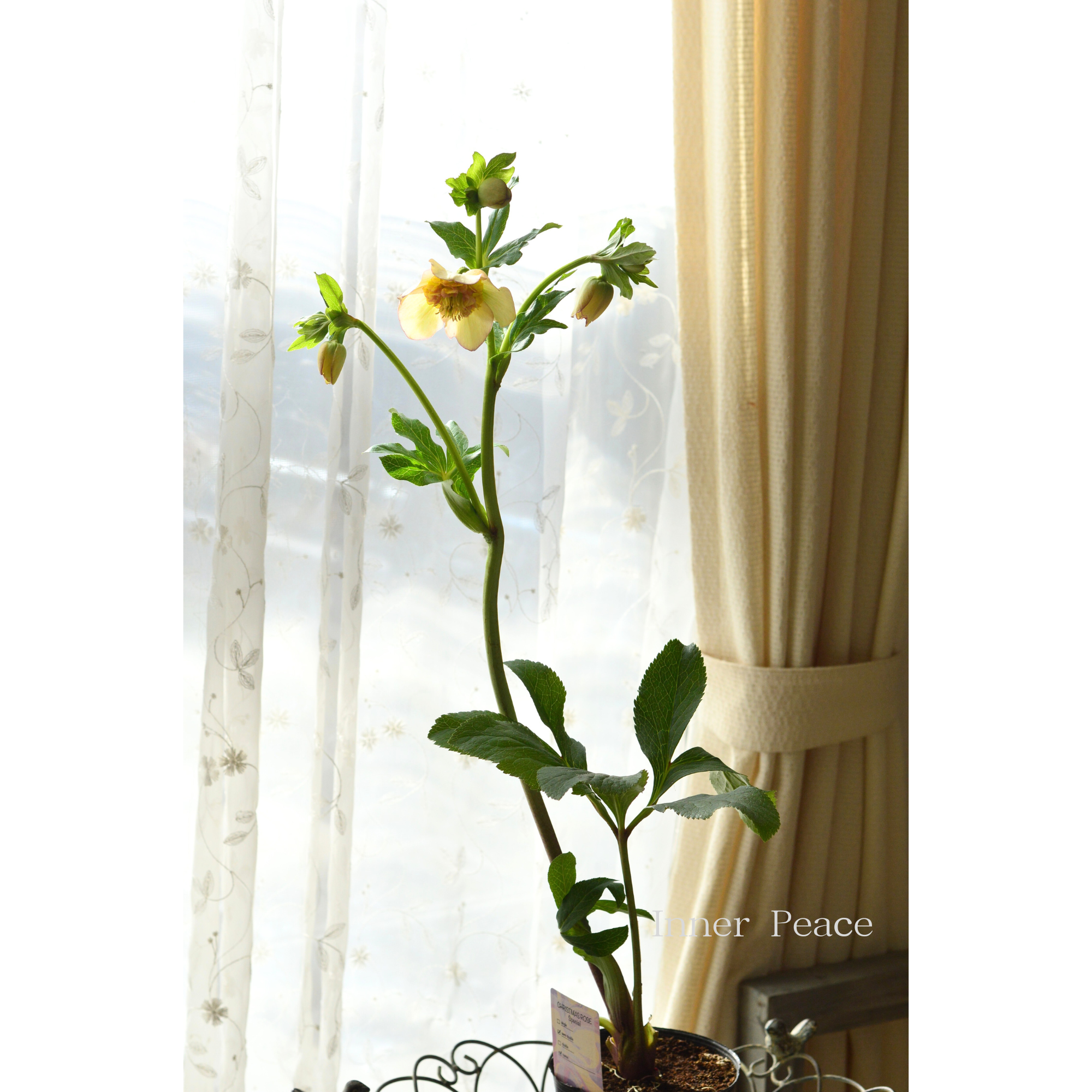 【杉光園芸さん】 クリスマスローズ 『セミダブル』 4号POT