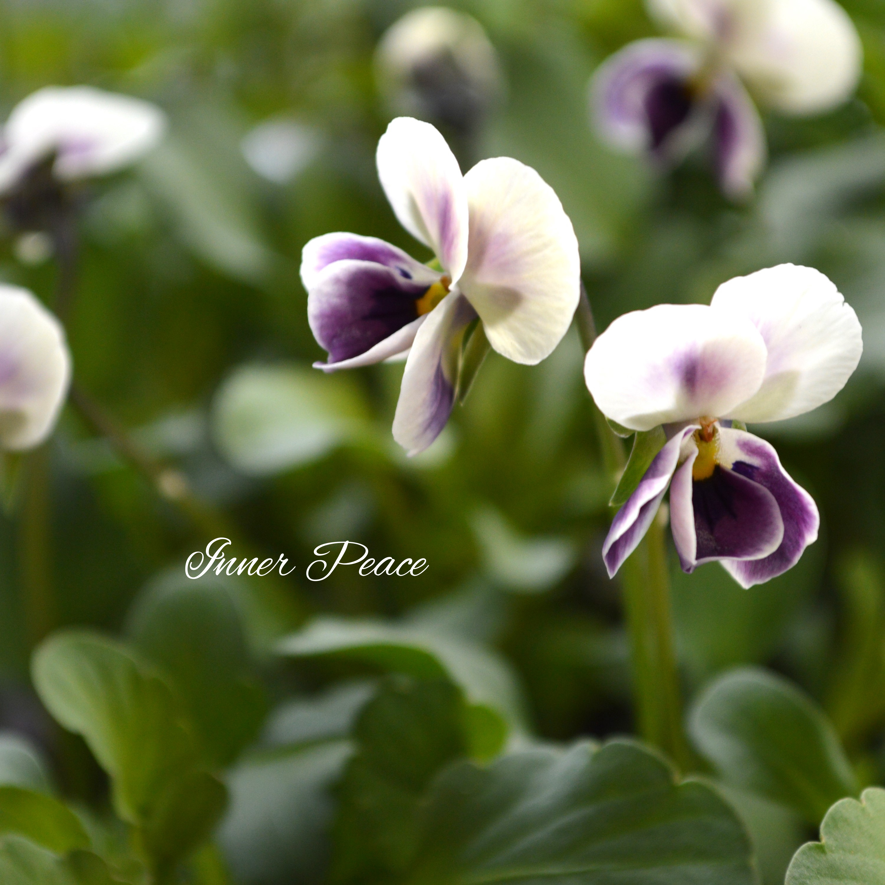 【tef*tef*さんオリジナルビオラ】 極小輪 プチモーブ 3.5寸POT