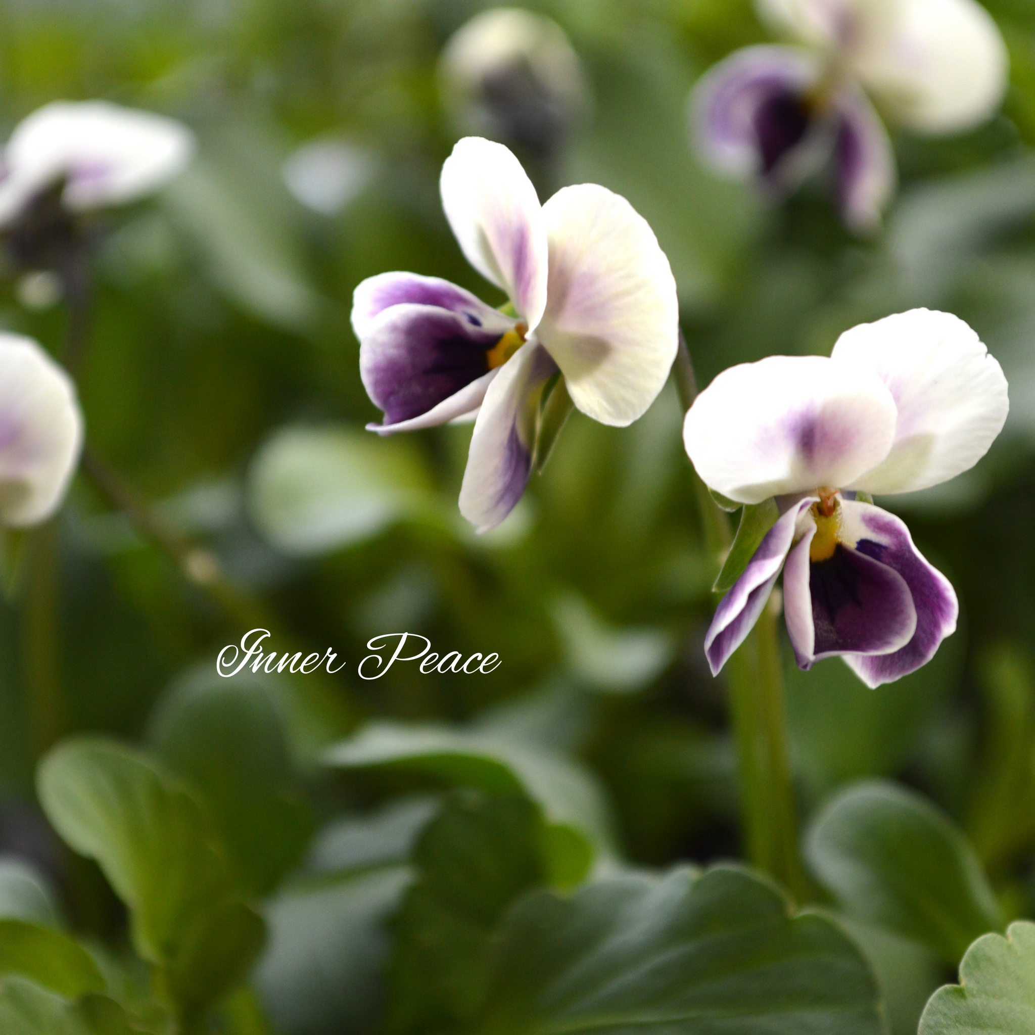 ハンドメイド　ビオラ 美しい】 ビオラ ロカハーツ 『ネオベルトロニー・G』 3.5寸POT