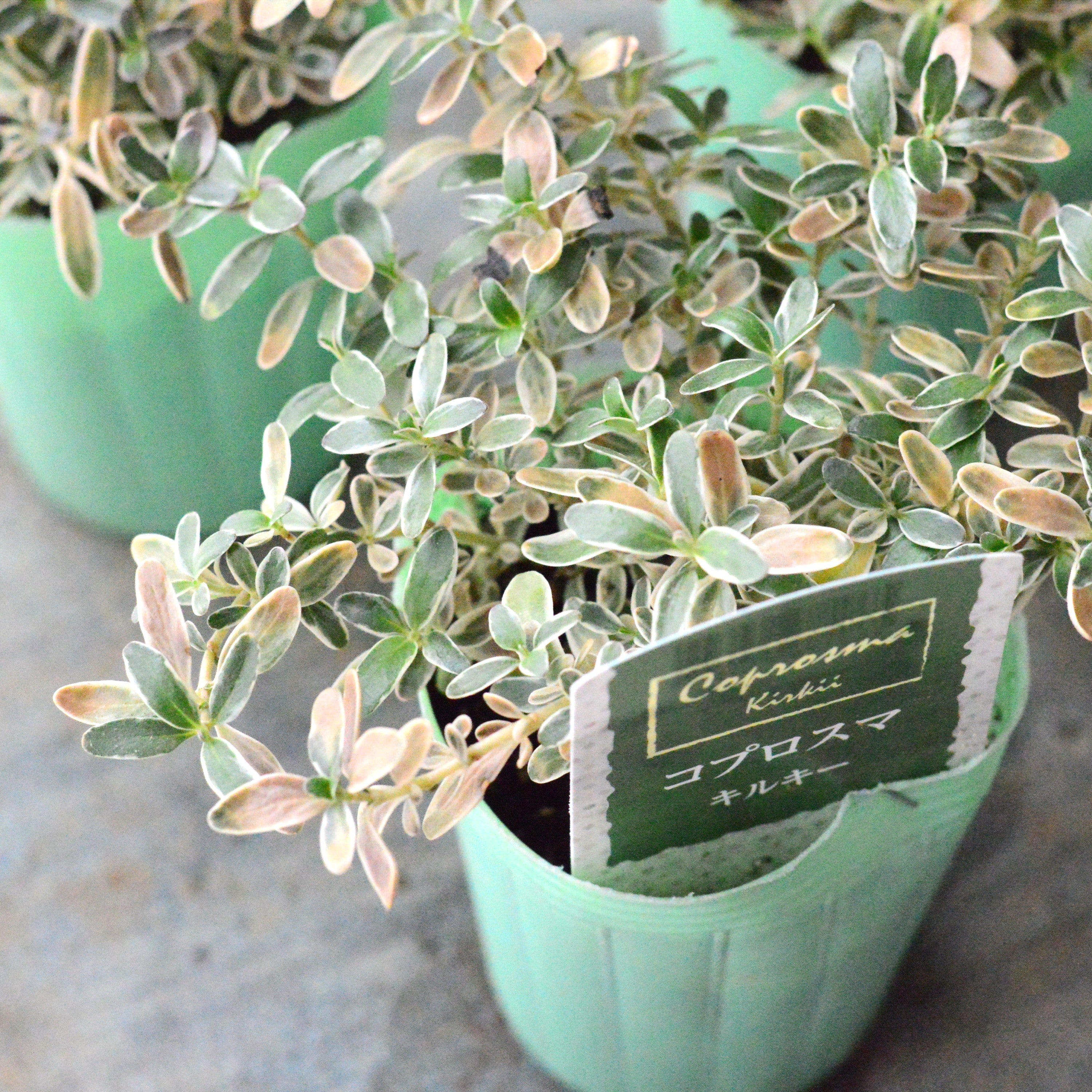 【寄せ植えに】 コプロスマ 『キルキー』 2.5寸POT