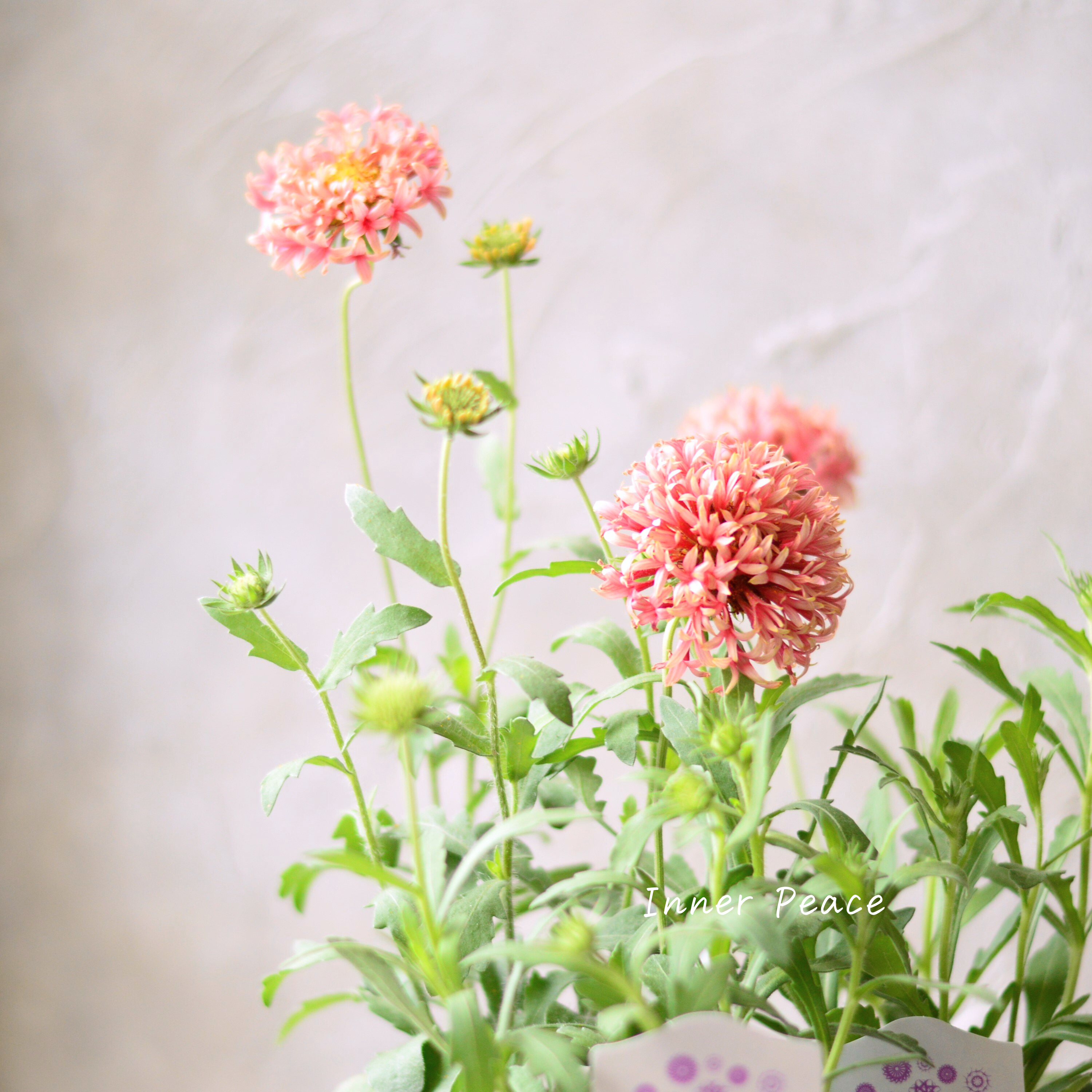 【人気】 ナラフラさんの試作品 ガイラルディア (ラズベリー系) 3寸ロングPOT