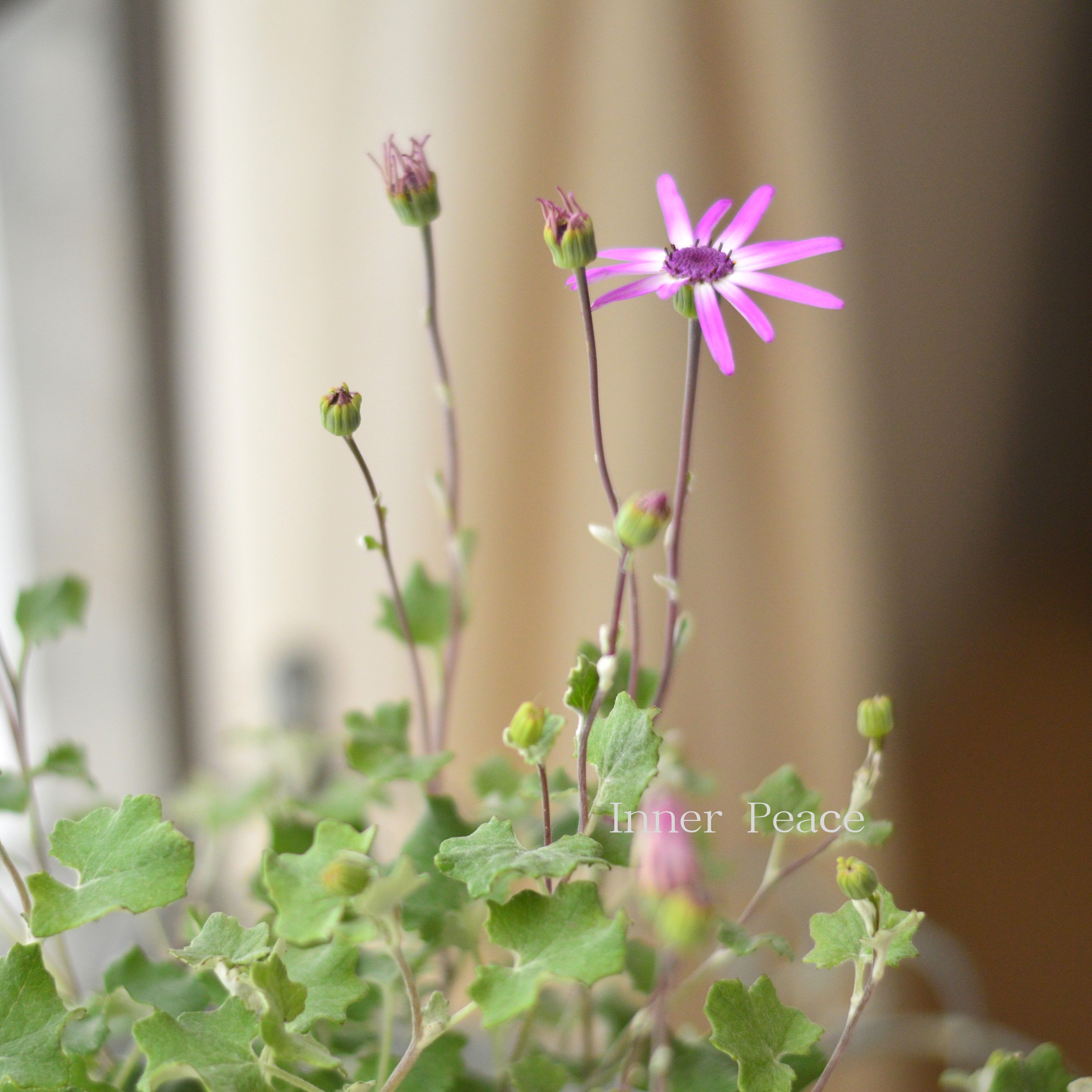 【美しい】 ペリカリス 『ラナータ』 3.5寸POT