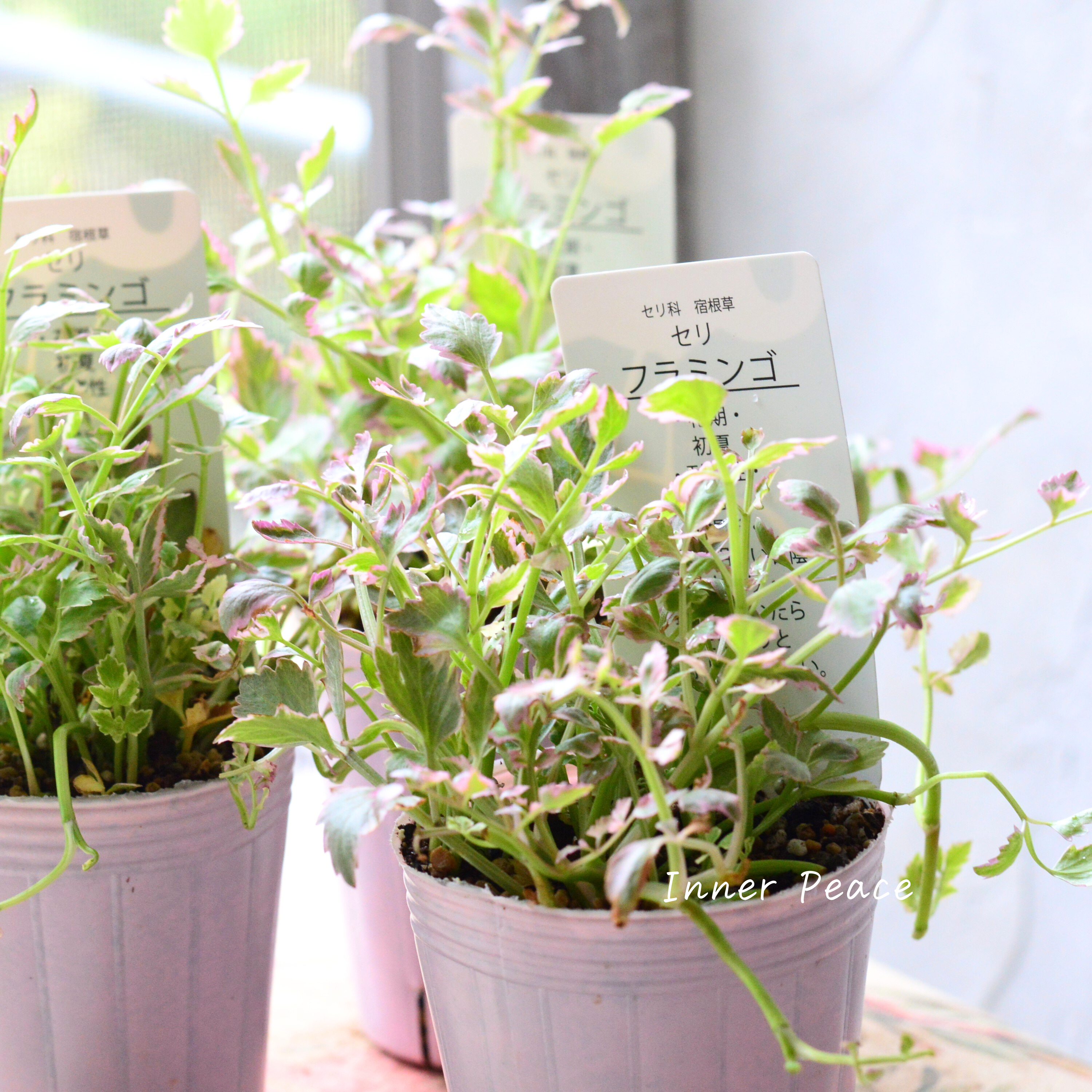 【斑入り】 セリ 『フラミンゴ』 2.5寸~3寸POT