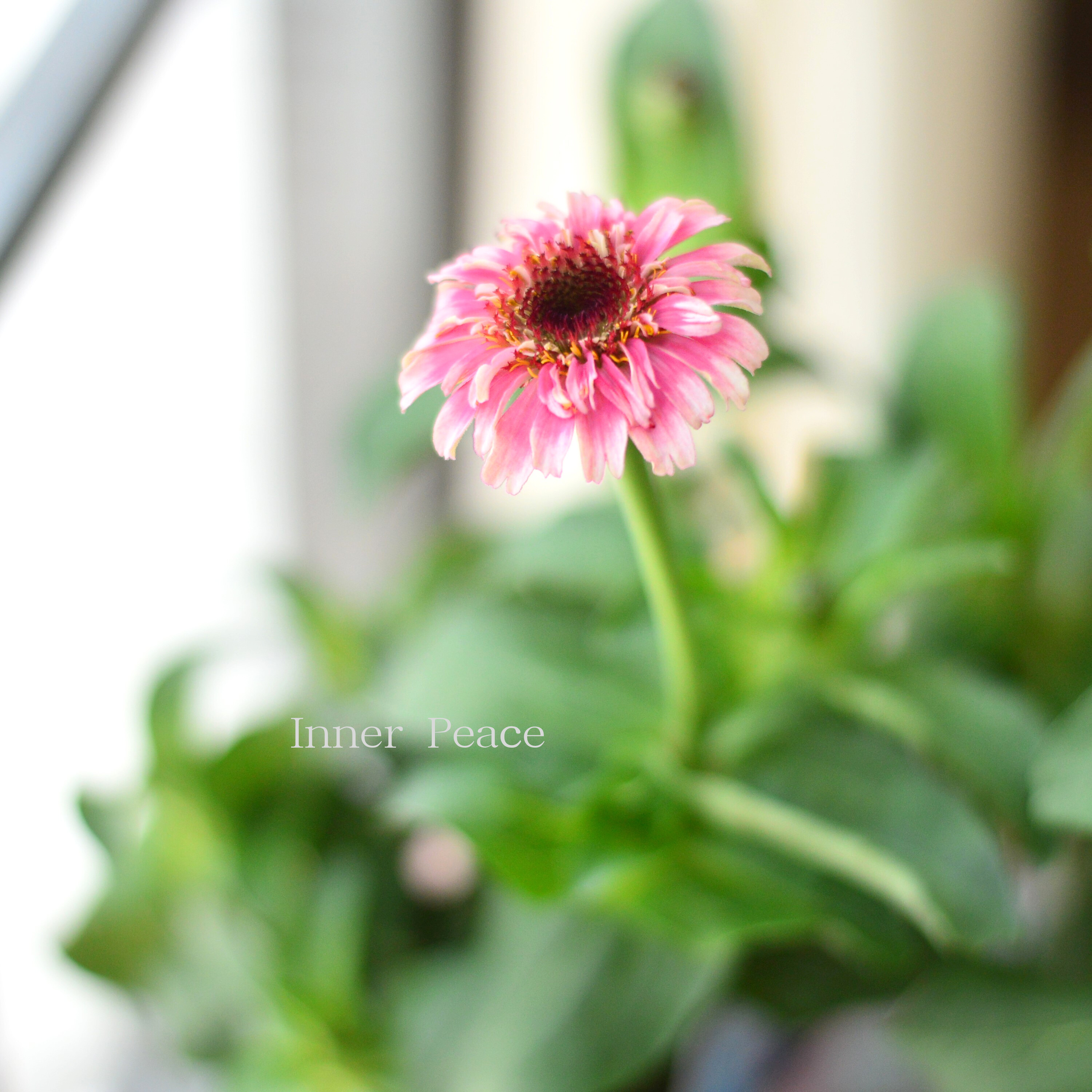 【かわいい】 ジニア 『シンデレラフィズ』 3.5寸ロングPOT