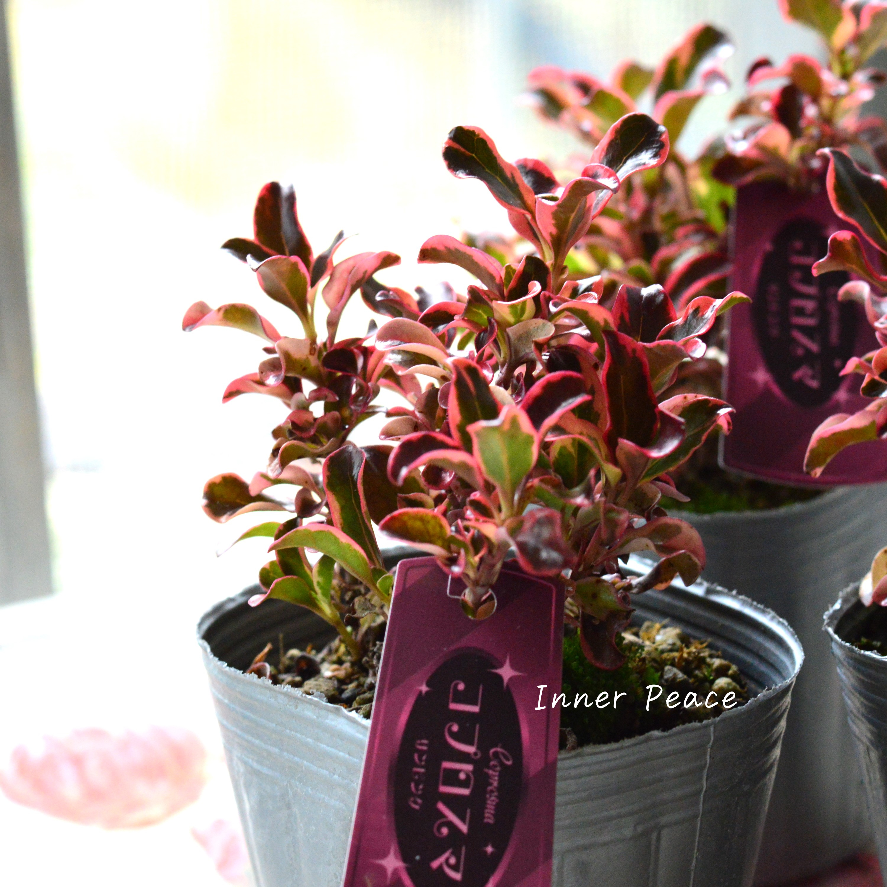 【寄せ植えに】 コプロスマ 『サンピンク』 3寸POT