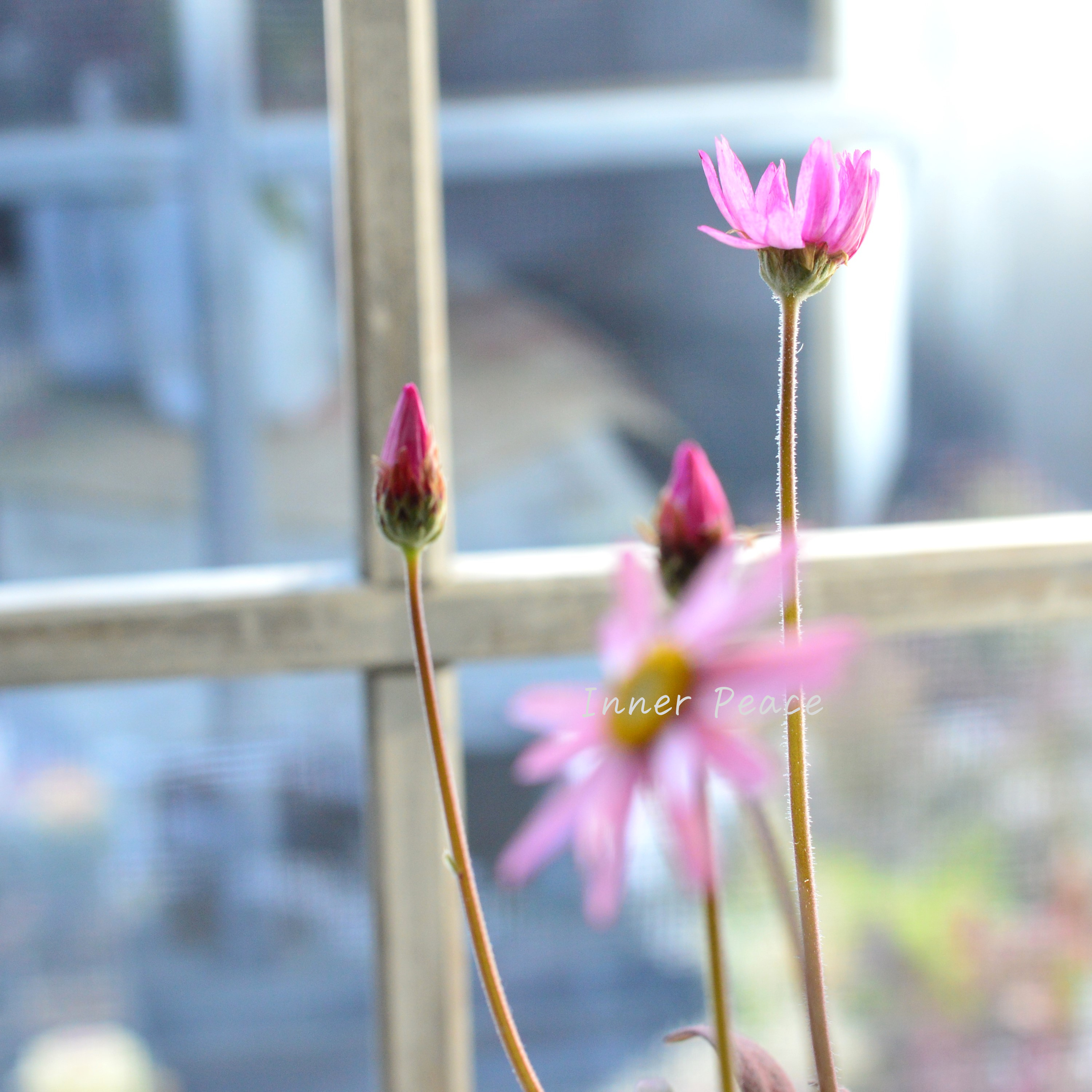 【開花期間が長い】 ローレンセラ 3寸POT