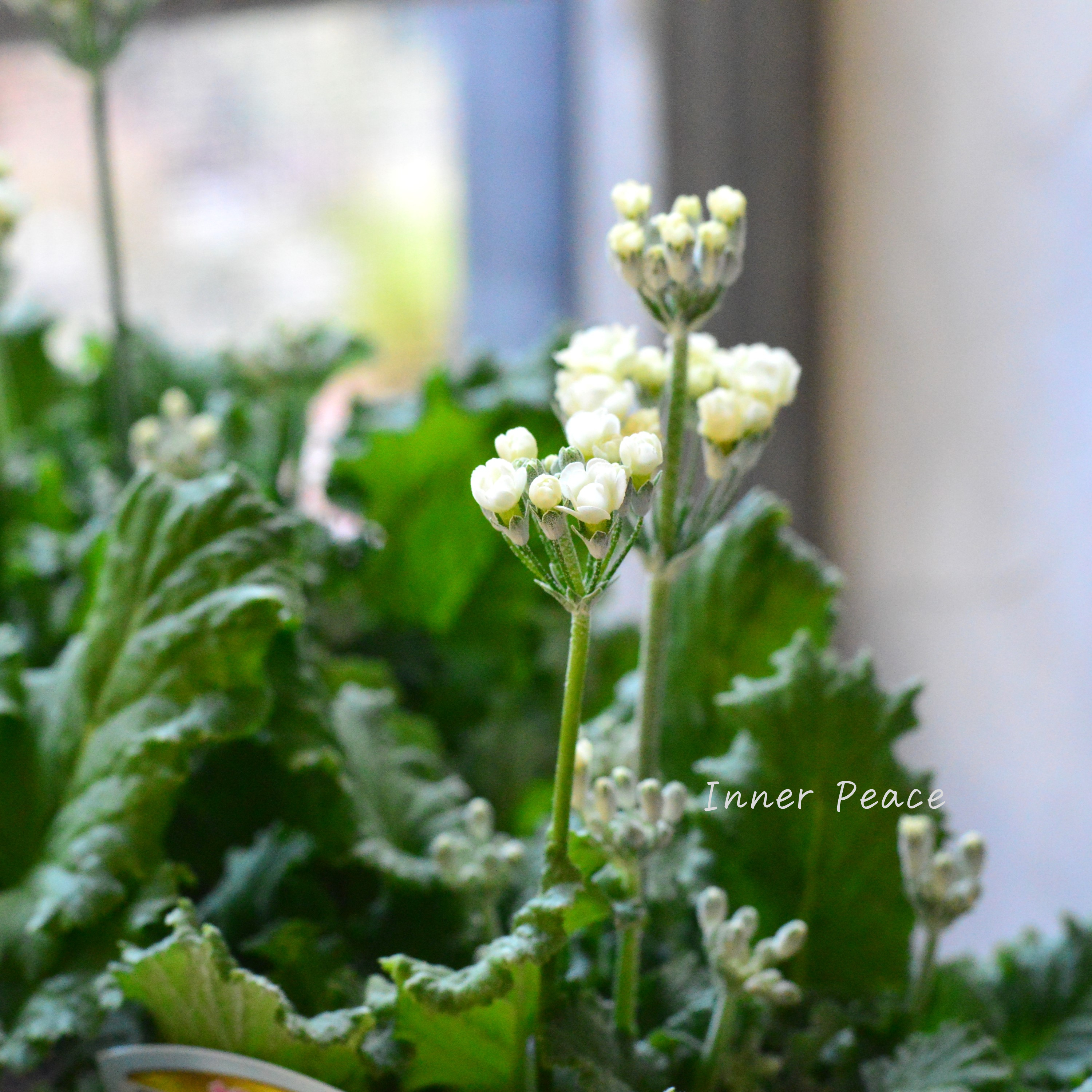 【美しい】 プリムラ マラコイデス 『黄萌~きぼう~』 3.5寸POT