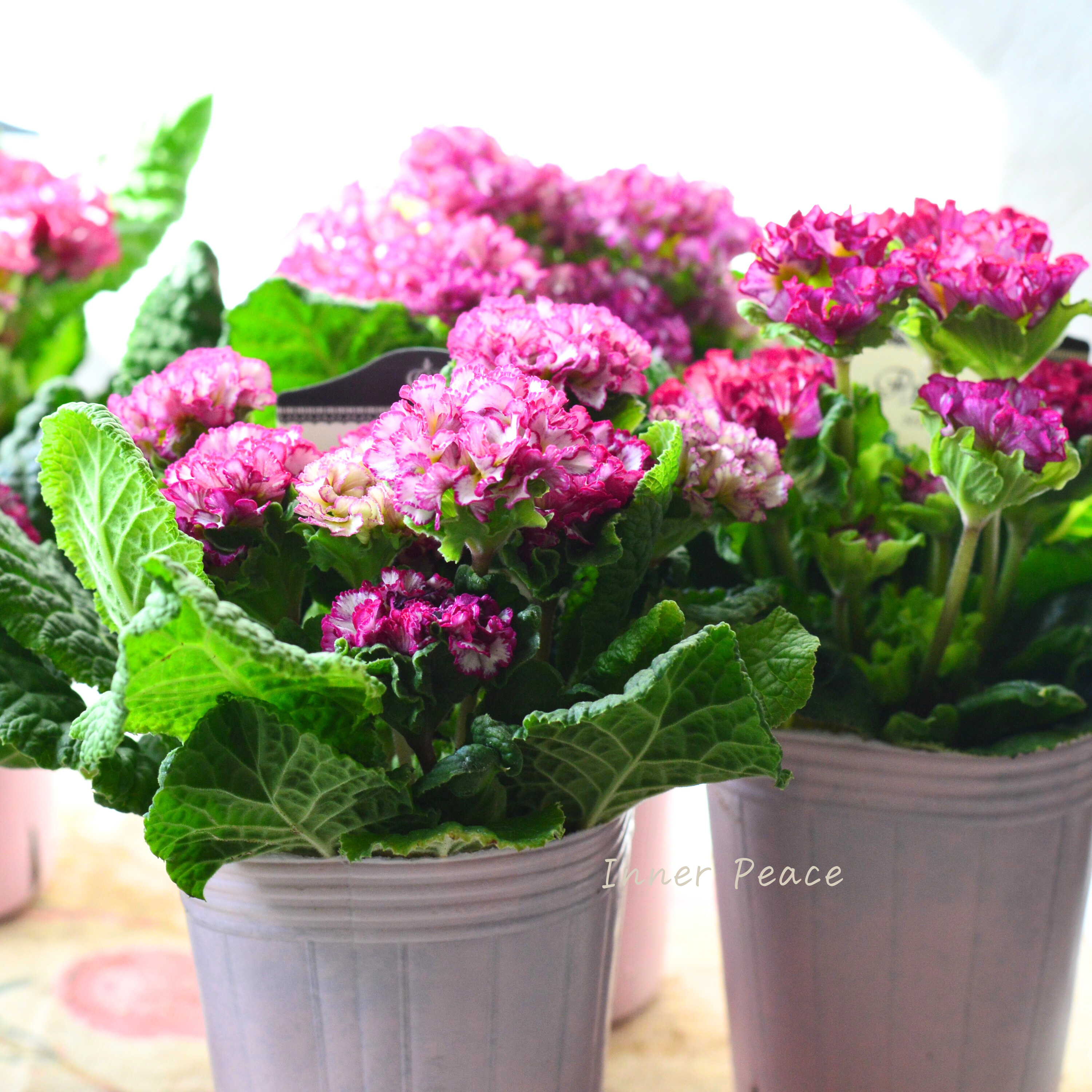 【k-plantsさん】 フリンジ咲き プリムラ 『ポンポンラパン・ピンクレッド系』 2.5寸ロングPOT