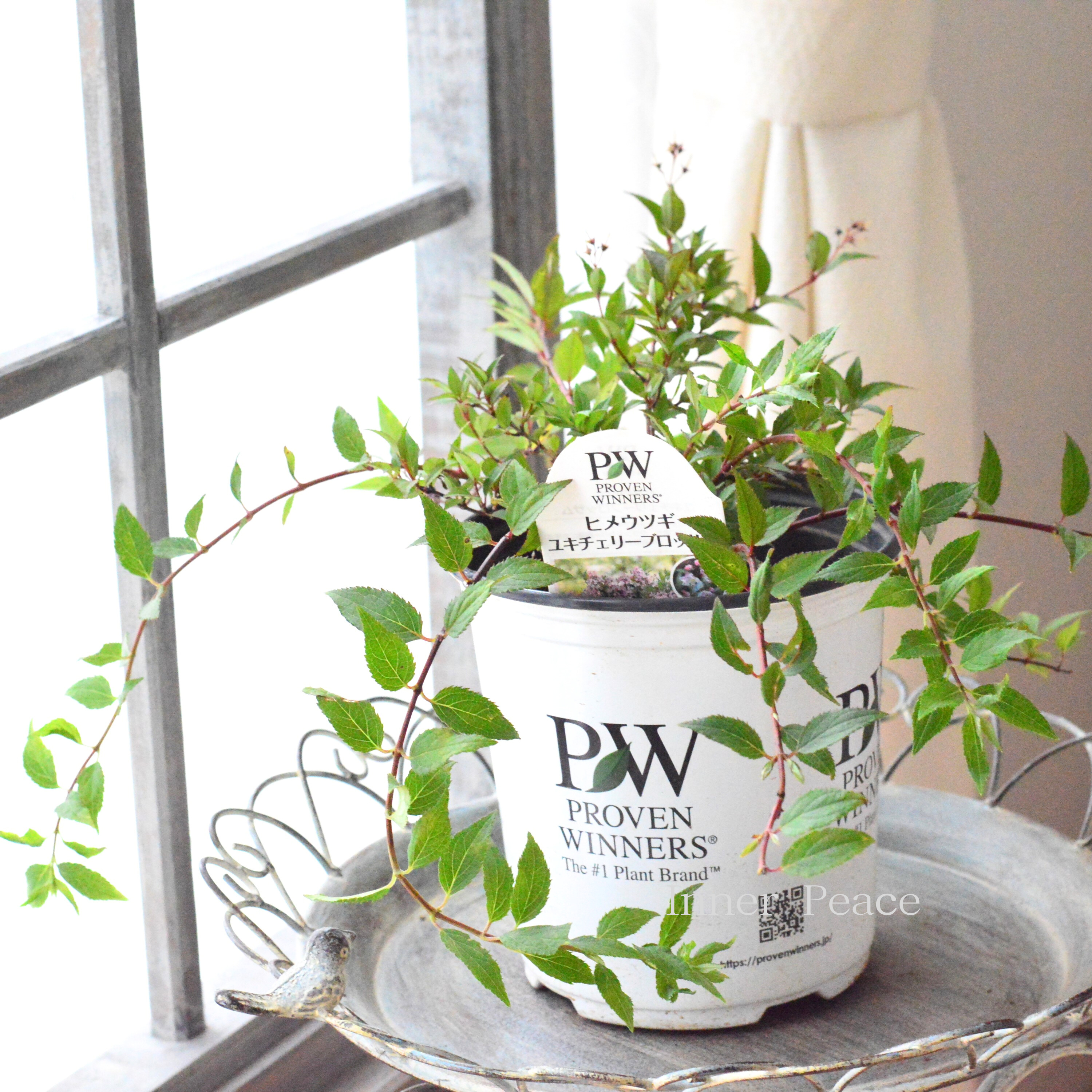 【PW】 ヒメウツギ 『ユキチェリーブロッサム』 6寸硬質POT