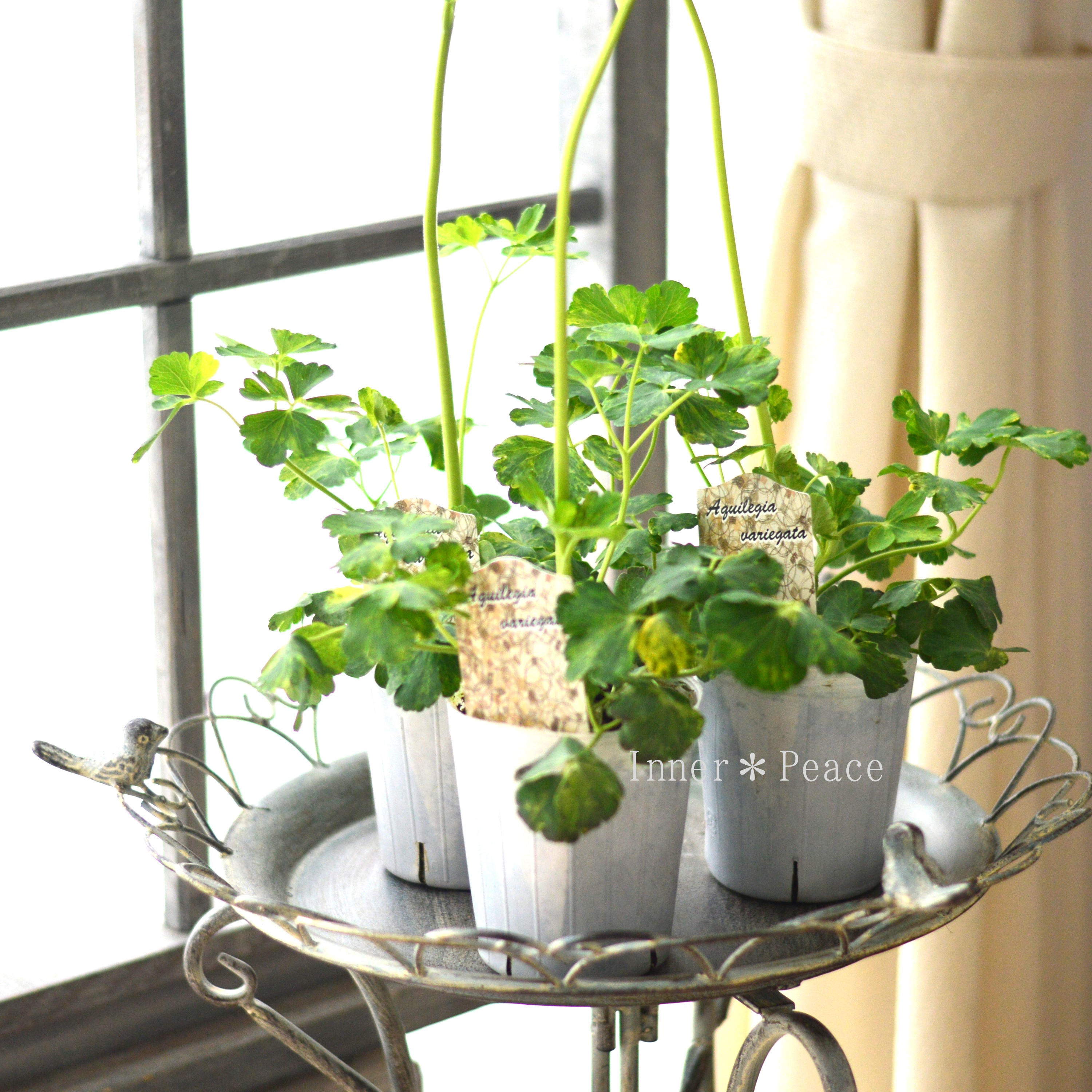 【松原園芸さん】 斑入りオダマキ 『白花』 3寸ロングPOT