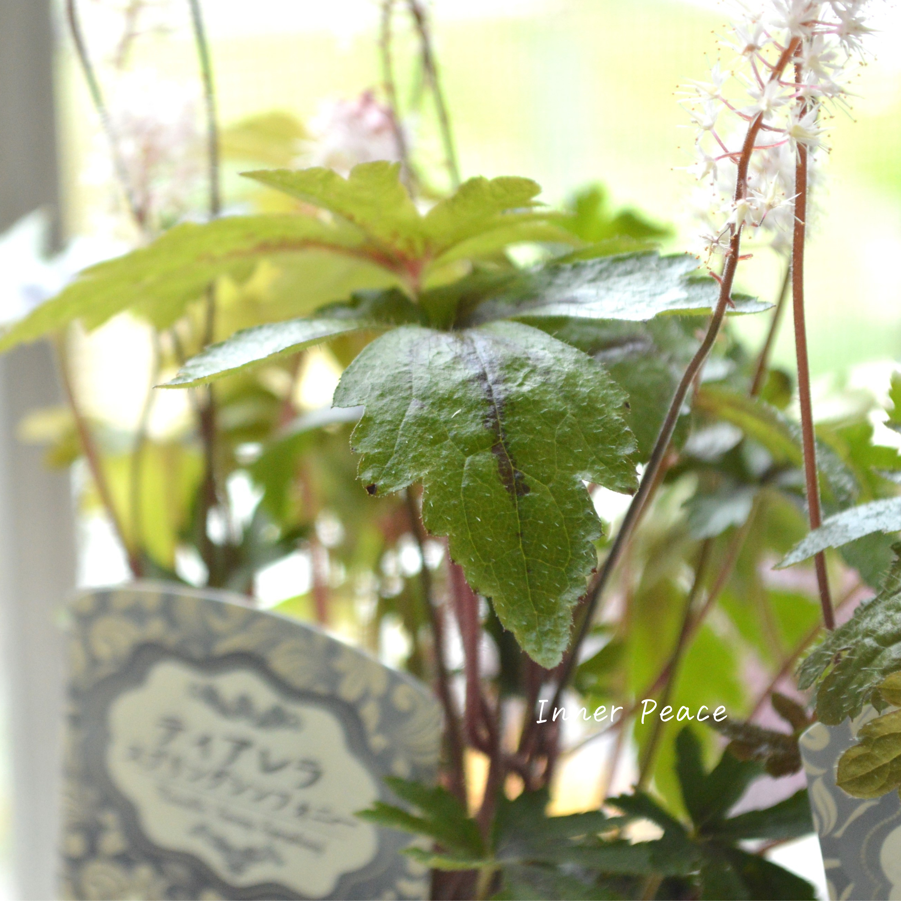 【宿根草】 ティアレラ 『スプリングシンフォニー』 2.5寸ロングPOT