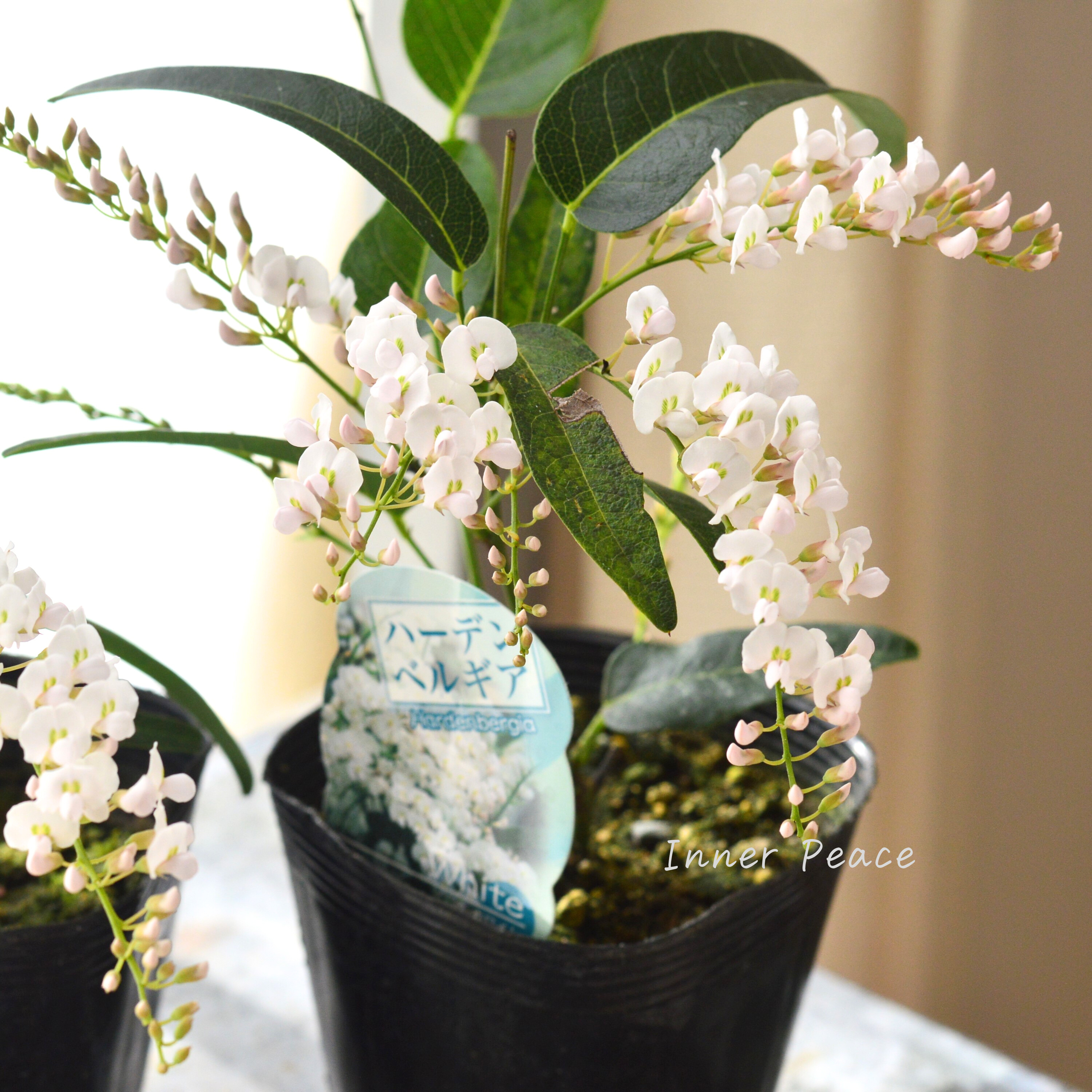 【美しい】 ハーデンベルギア 『ホワイト』 3.5寸POT