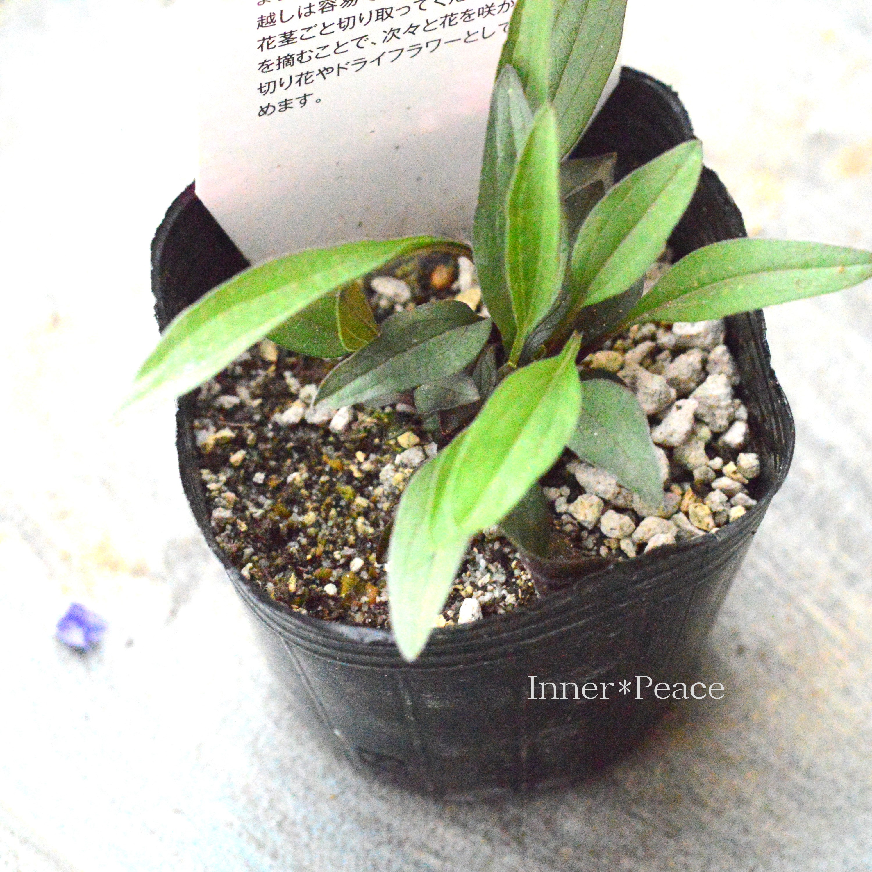 【暑さ寒さに強い】 エキナセア 『ブルーベリーチーズケーキ』植え込み用 3寸POT