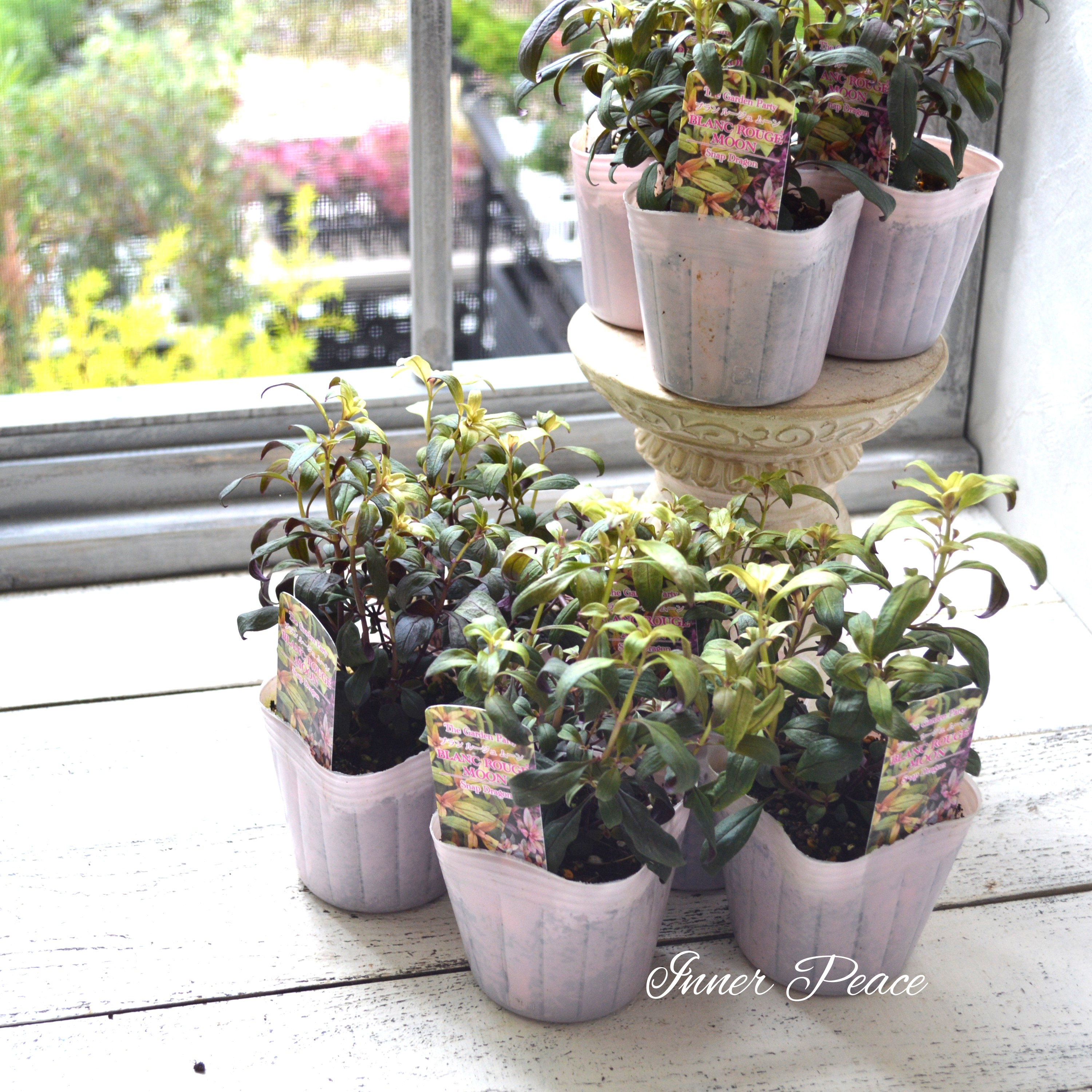 【カラーリーフ】 キンギョソウ ブランルージュ・ムーン 3寸POT