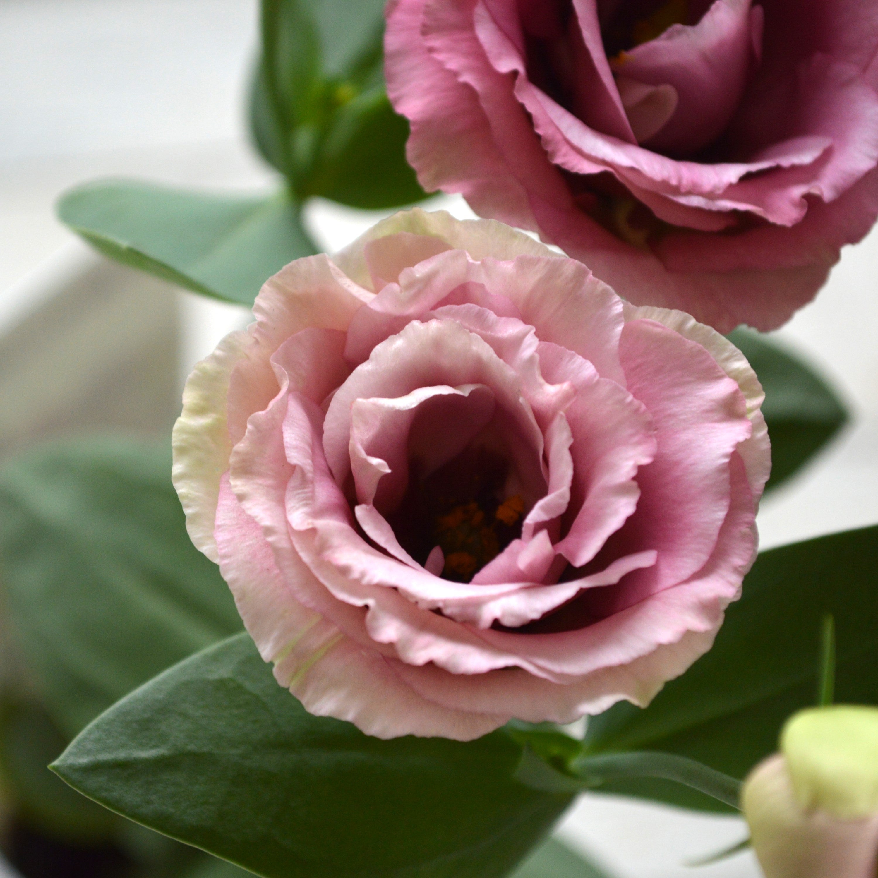 【美しい】 トルコギキョウ 『アンティークローズ』 3寸POT