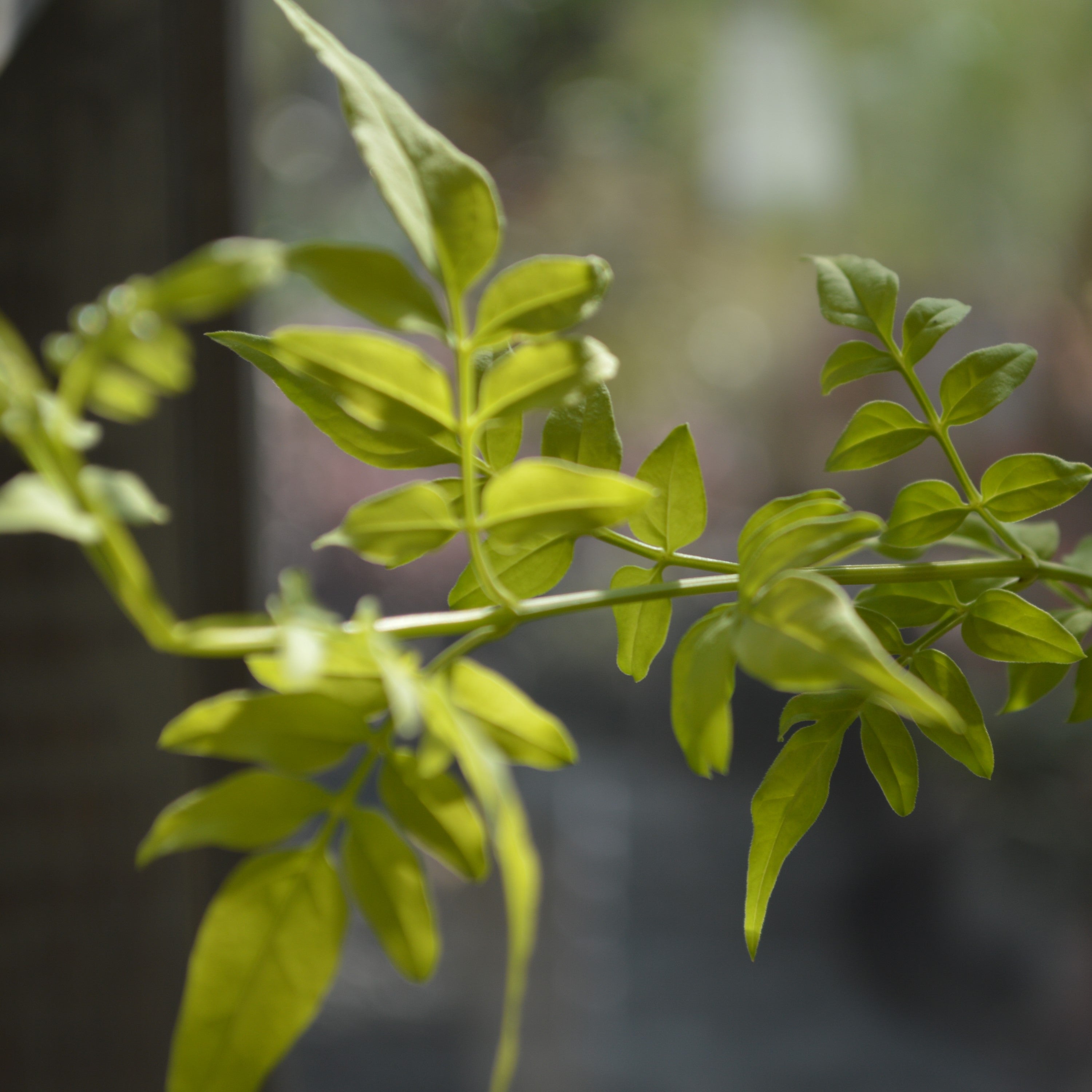 【鮮やかなお色】ハゴロモジャスミン・フィオナサンライズ 2.5寸POT