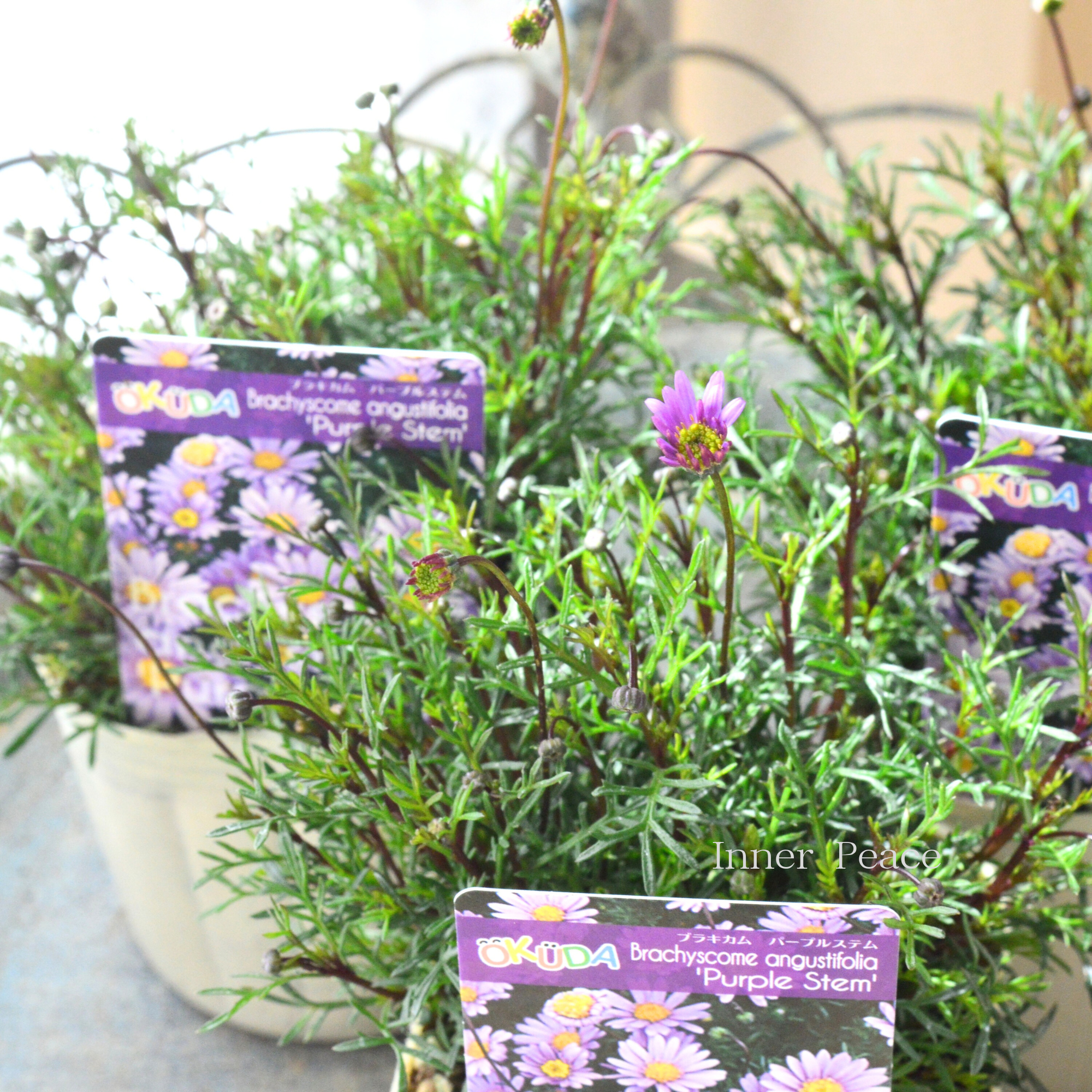 【四季咲き】 ブラキカム 『パープルステム』 3寸ロングPOT