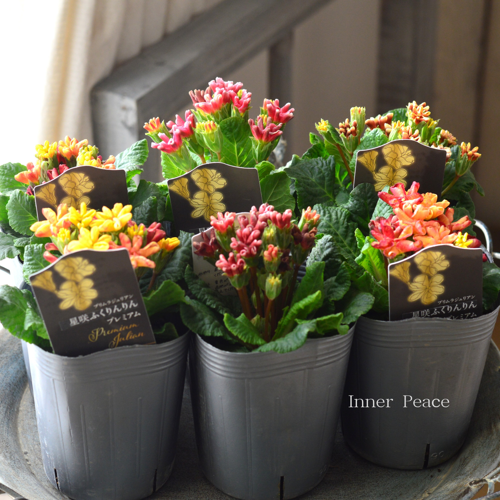 【個性的】 プリムラ 『星咲き・ふくりんりんプレミアム』 3寸ロングPOT