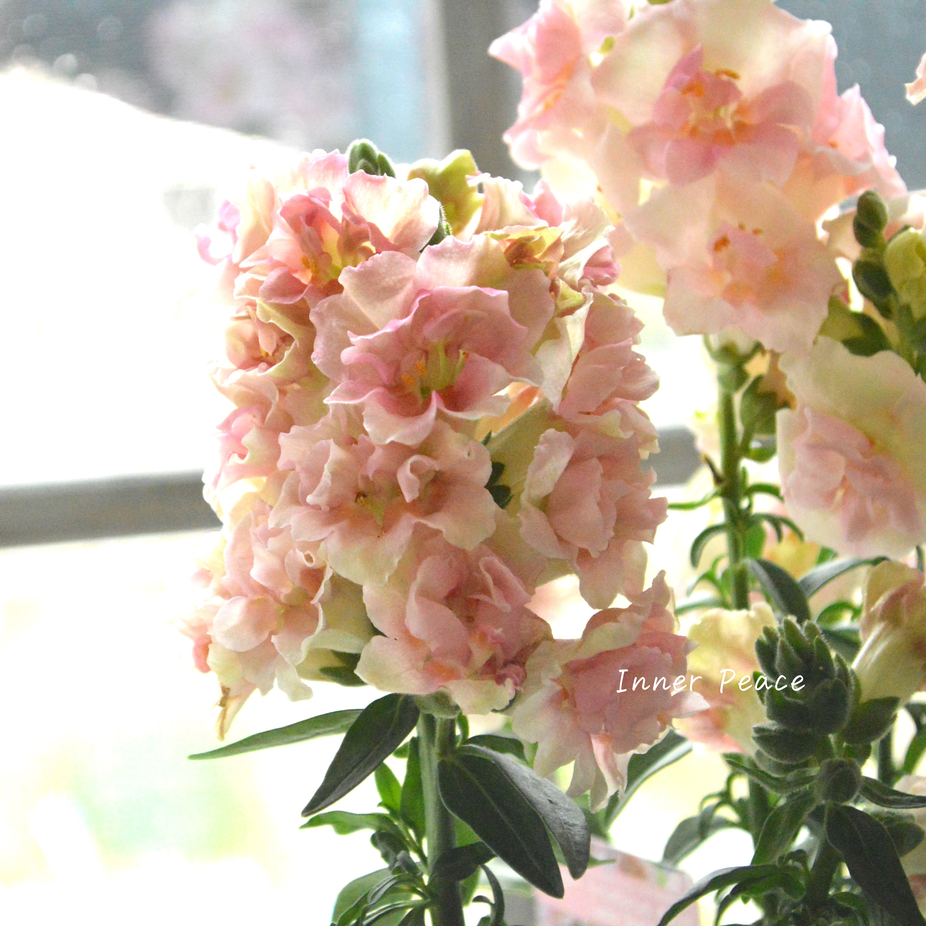 【かわいい】 奥田さん生産の キンギョソウ・トゥイニー 『アップルブロッサム』 3寸POT