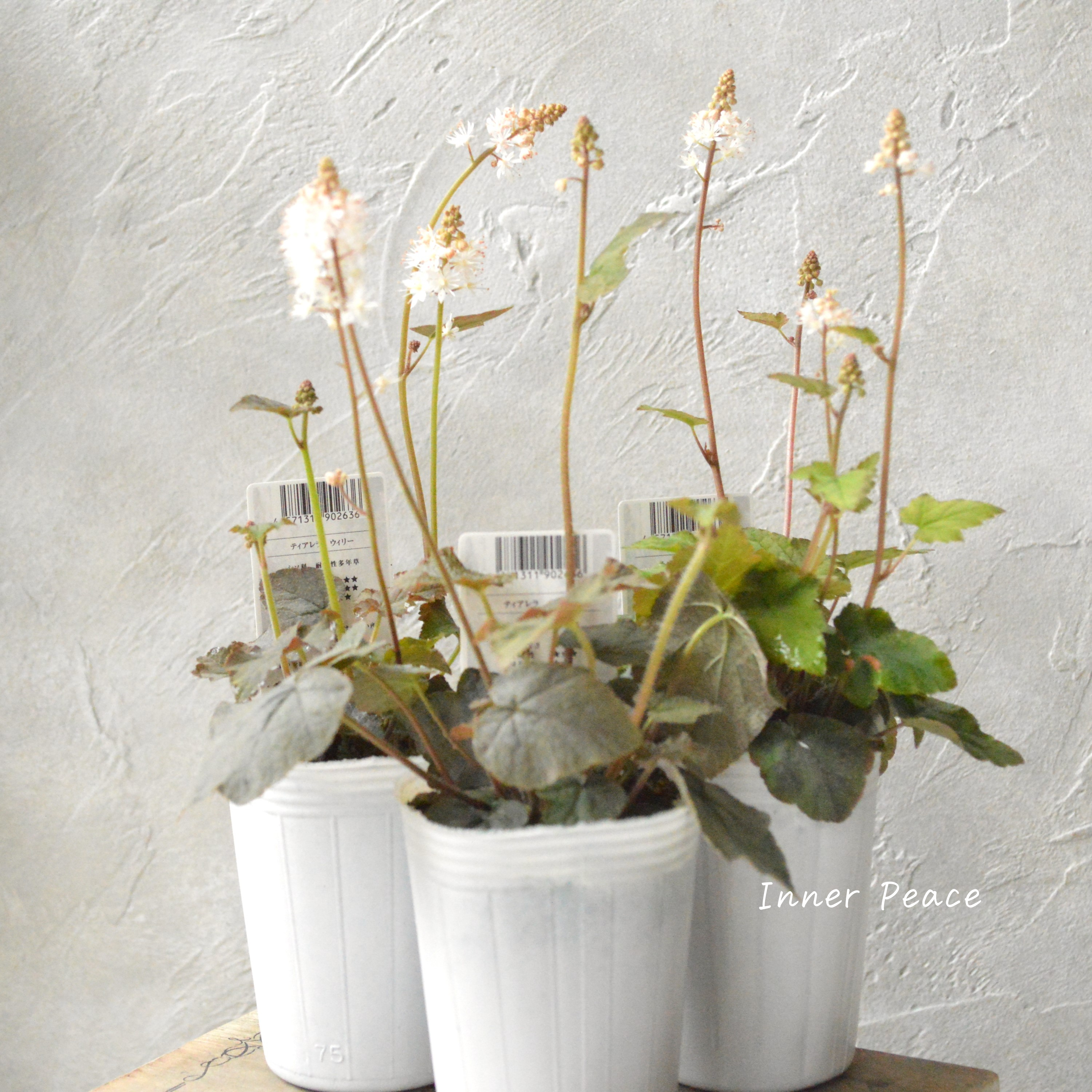 【宿根草】 ティアレラ 『ウィリー』 2.5寸ロングPOT