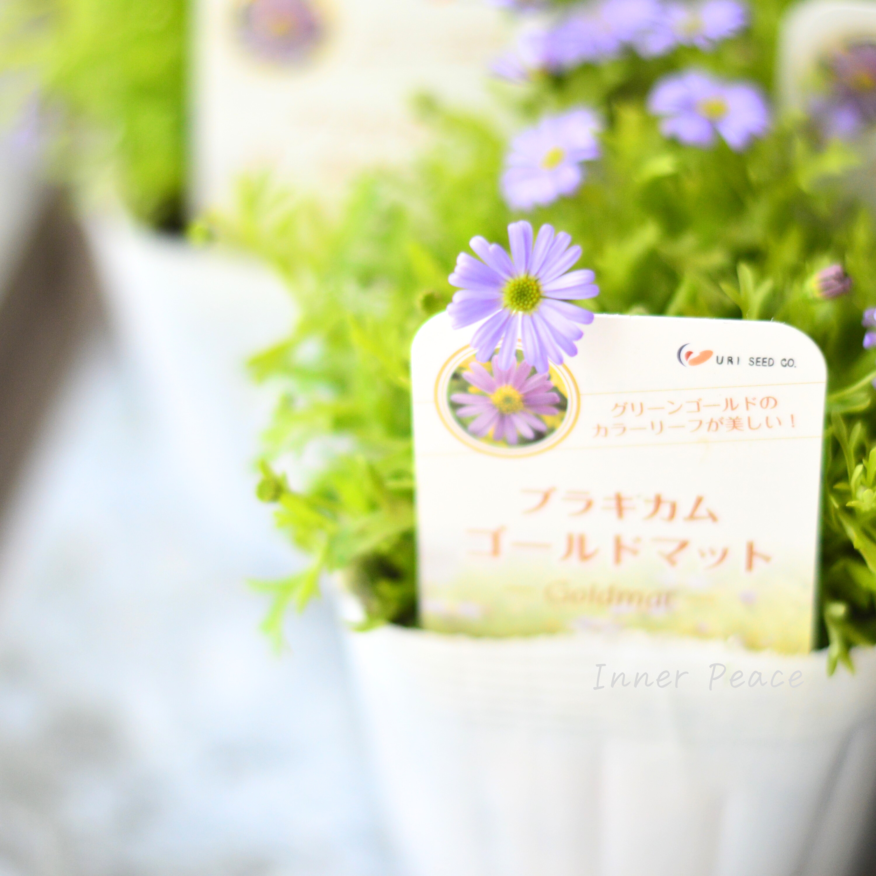 【開花期が長い】 ブラキカム 『ゴールドマット』 3~3.5寸POT