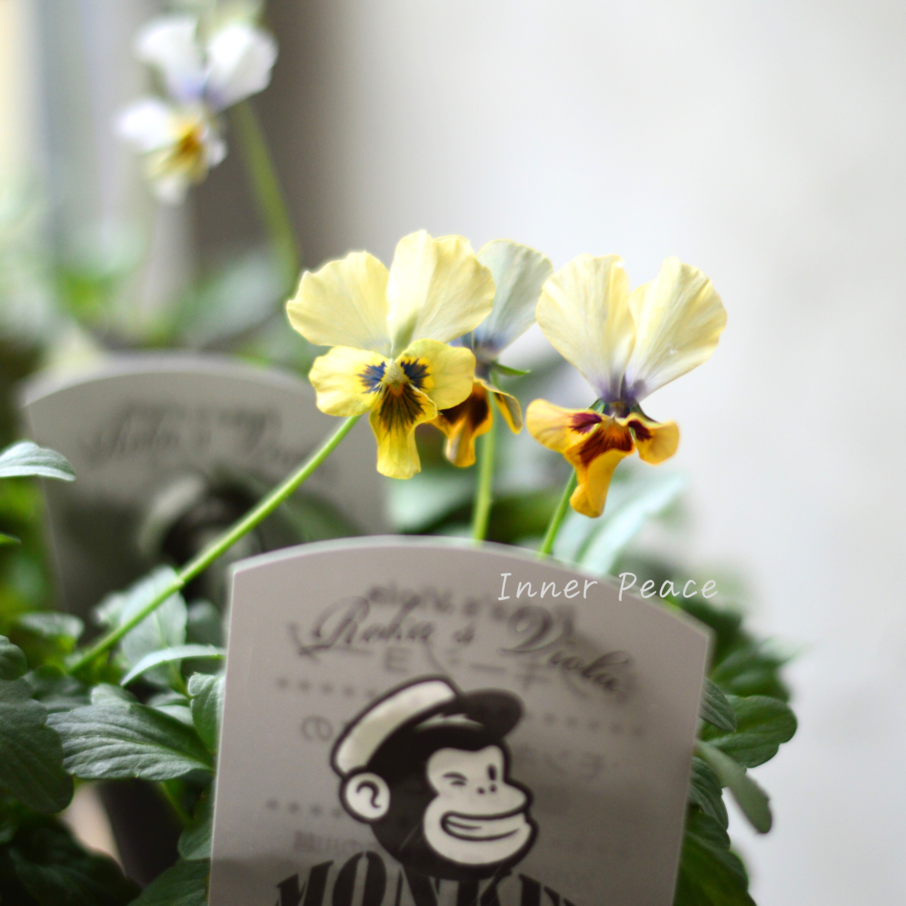 【石川園芸さん】 ビオラ 『モンキージョージ』 3寸POT